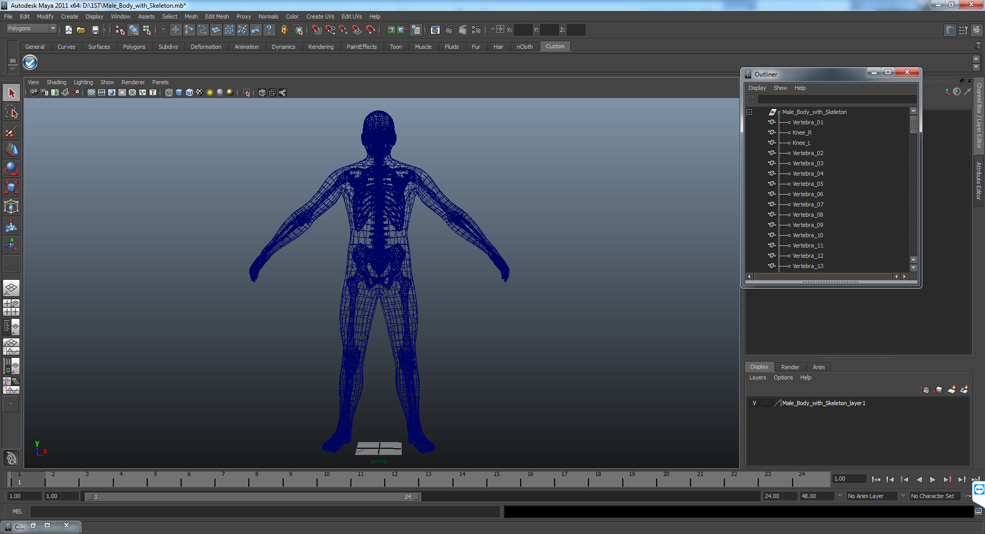 3D Male Body with Skeleton model