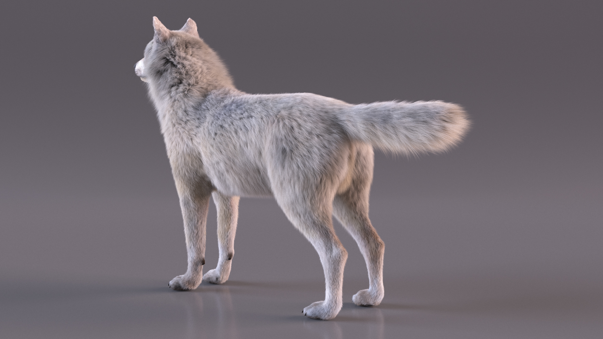 Arctic Wolf Fur Rigged 3D