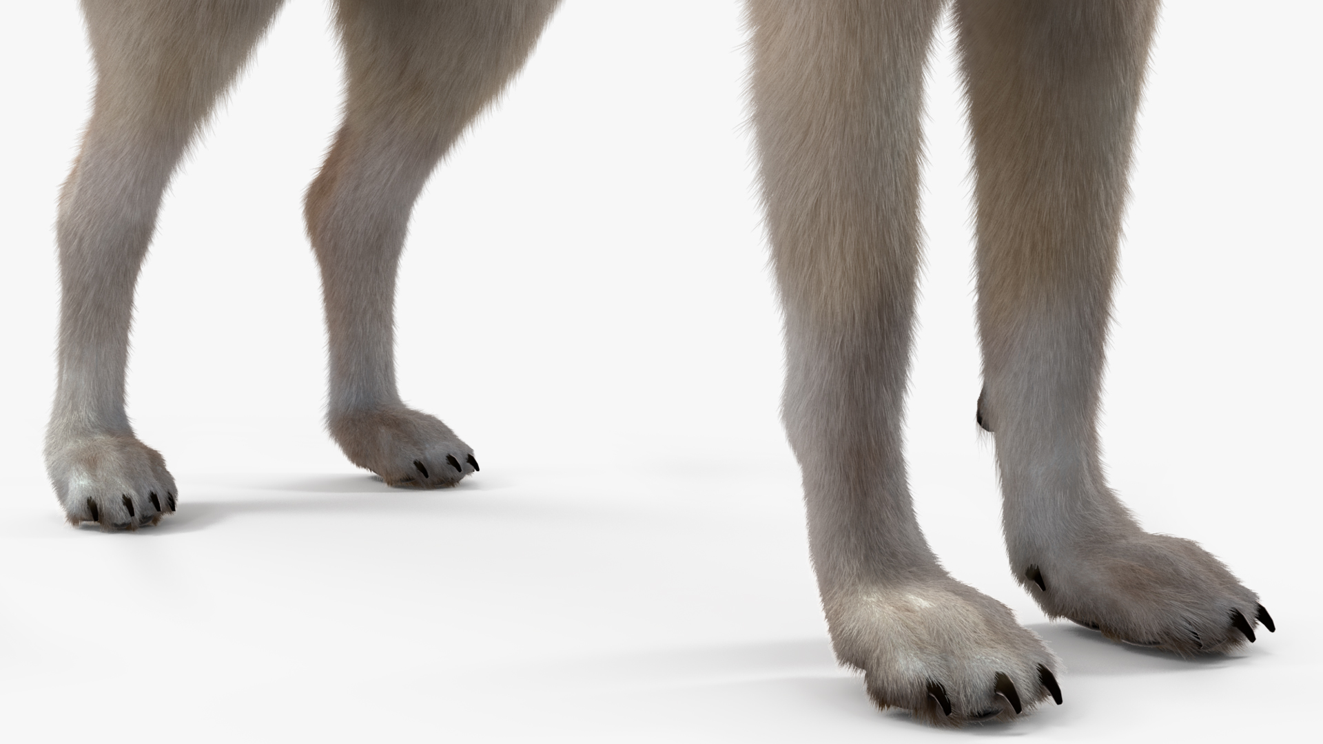 Arctic Wolf Fur Rigged 3D