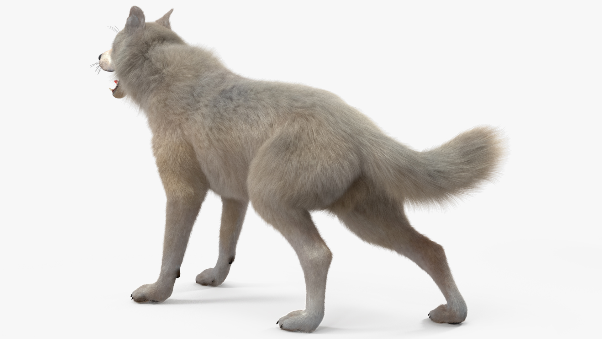 Arctic Wolf Fur Rigged 3D