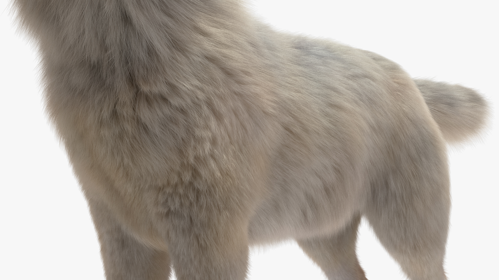 Arctic Wolf Fur Rigged 3D