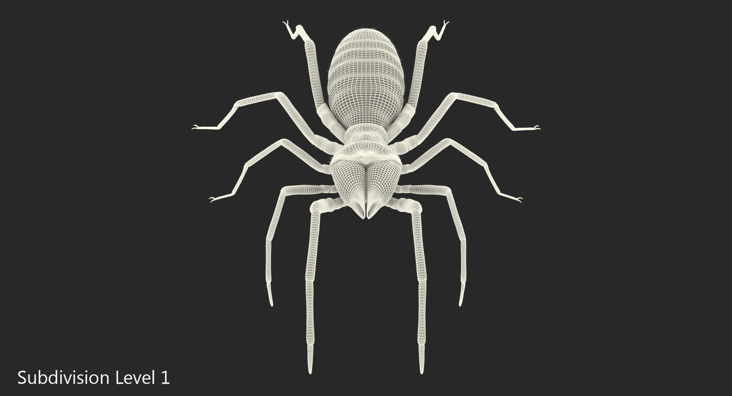 Solifugae or Camel Spider with Fur 3D model