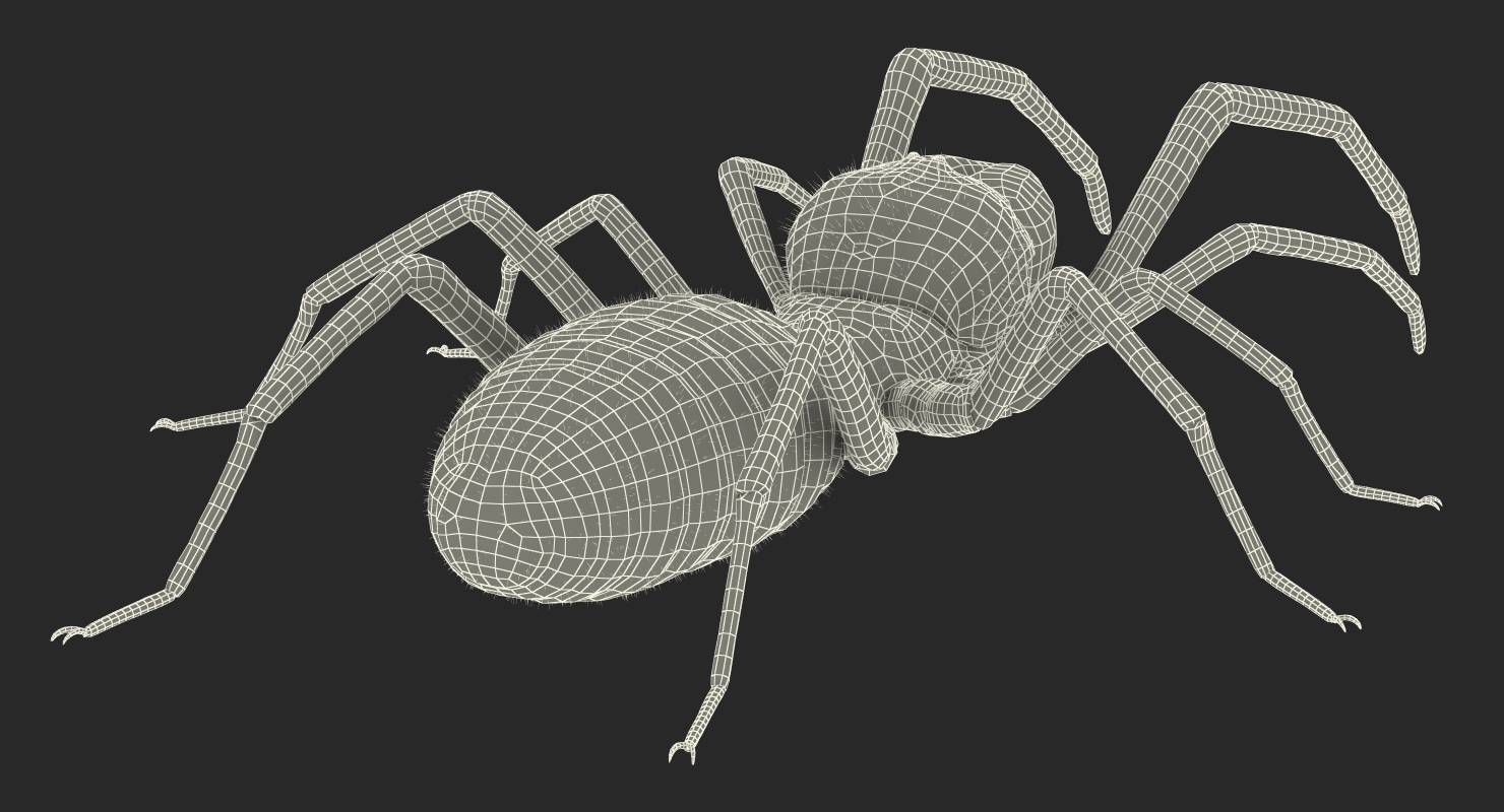 Solifugae or Camel Spider with Fur 3D model