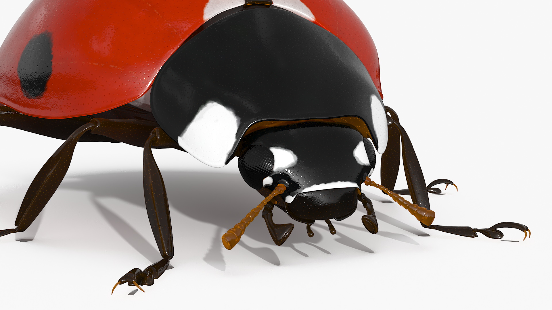 Realistic Ladybug Insect 3D model