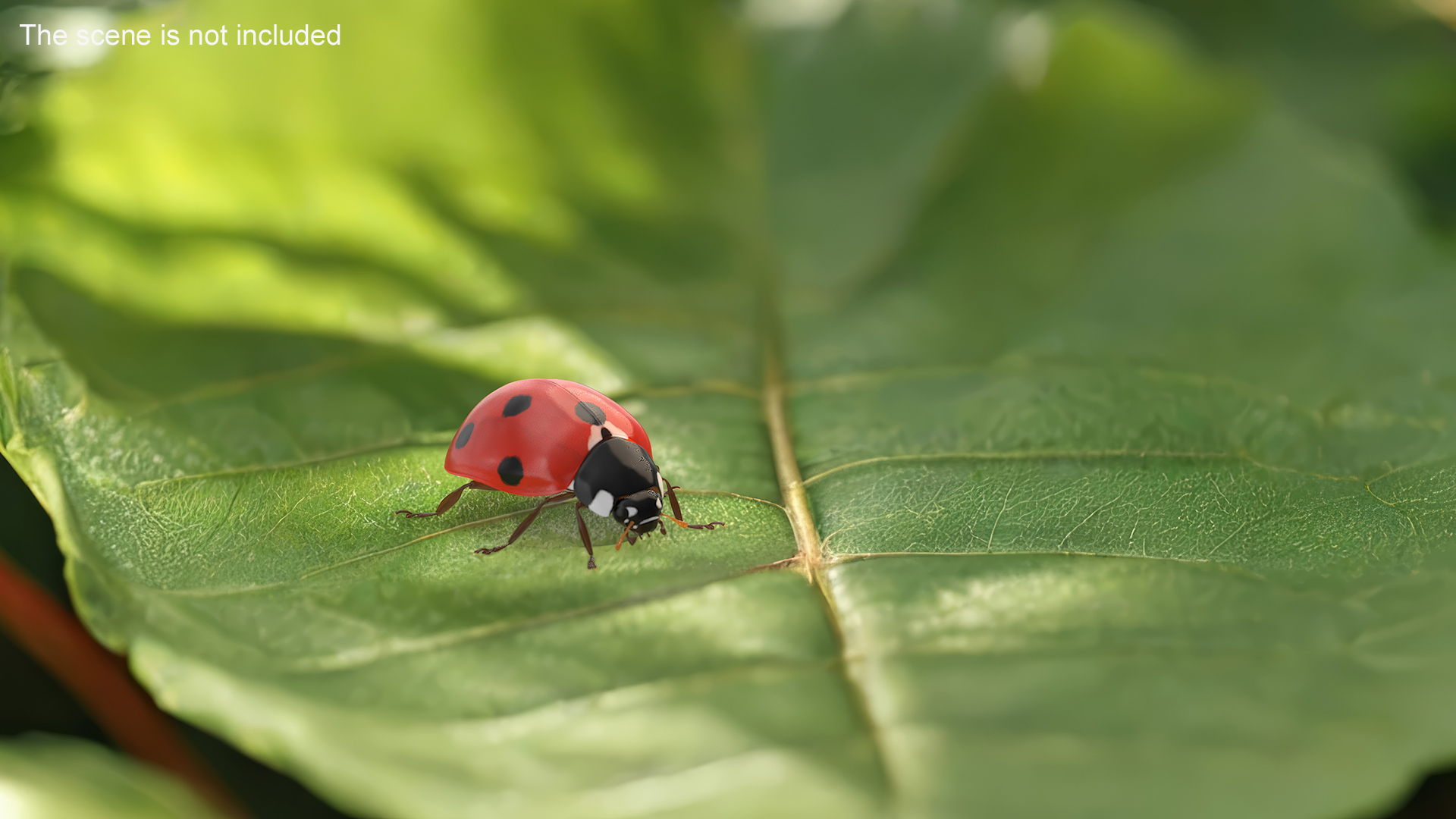 Realistic Ladybug Insect 3D model