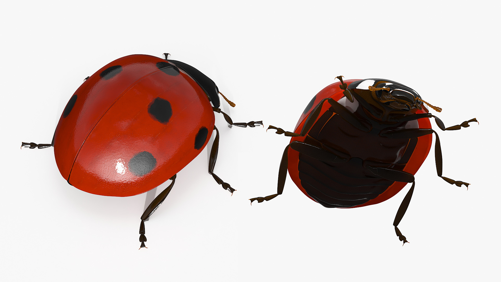 Realistic Ladybug Insect 3D model