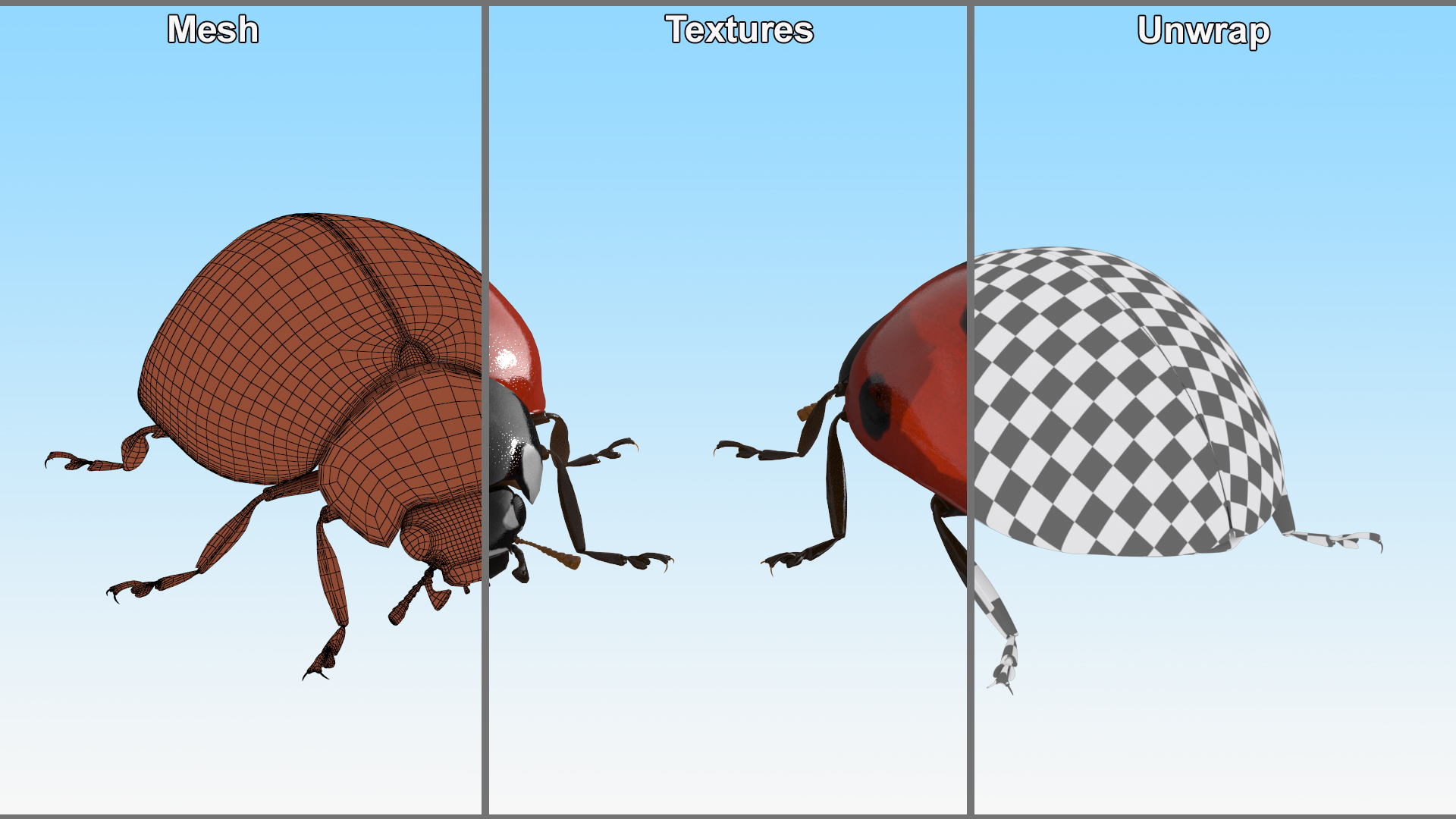 Realistic Ladybug Insect 3D model