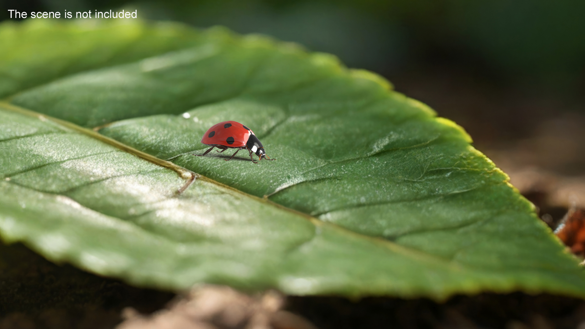 Realistic Ladybug Insect 3D model