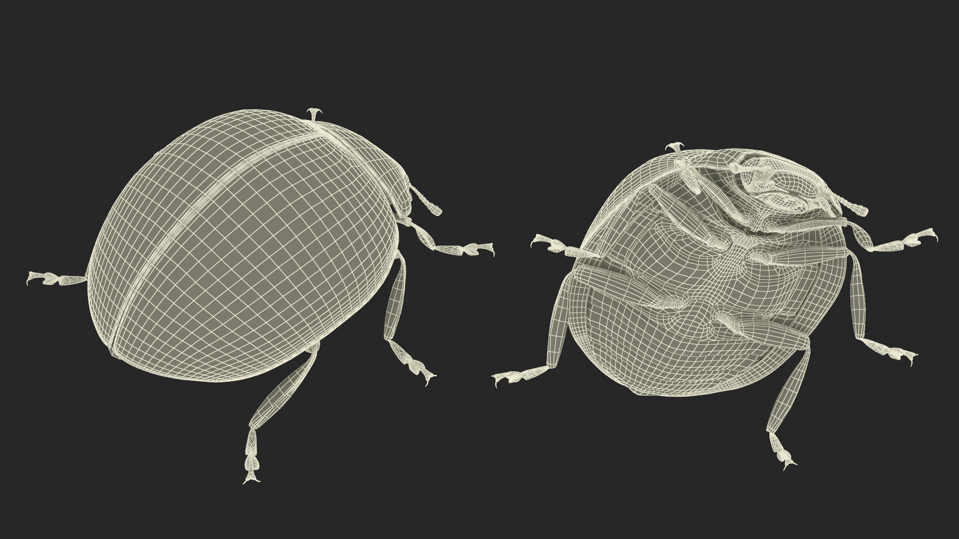 Realistic Ladybug Insect 3D model