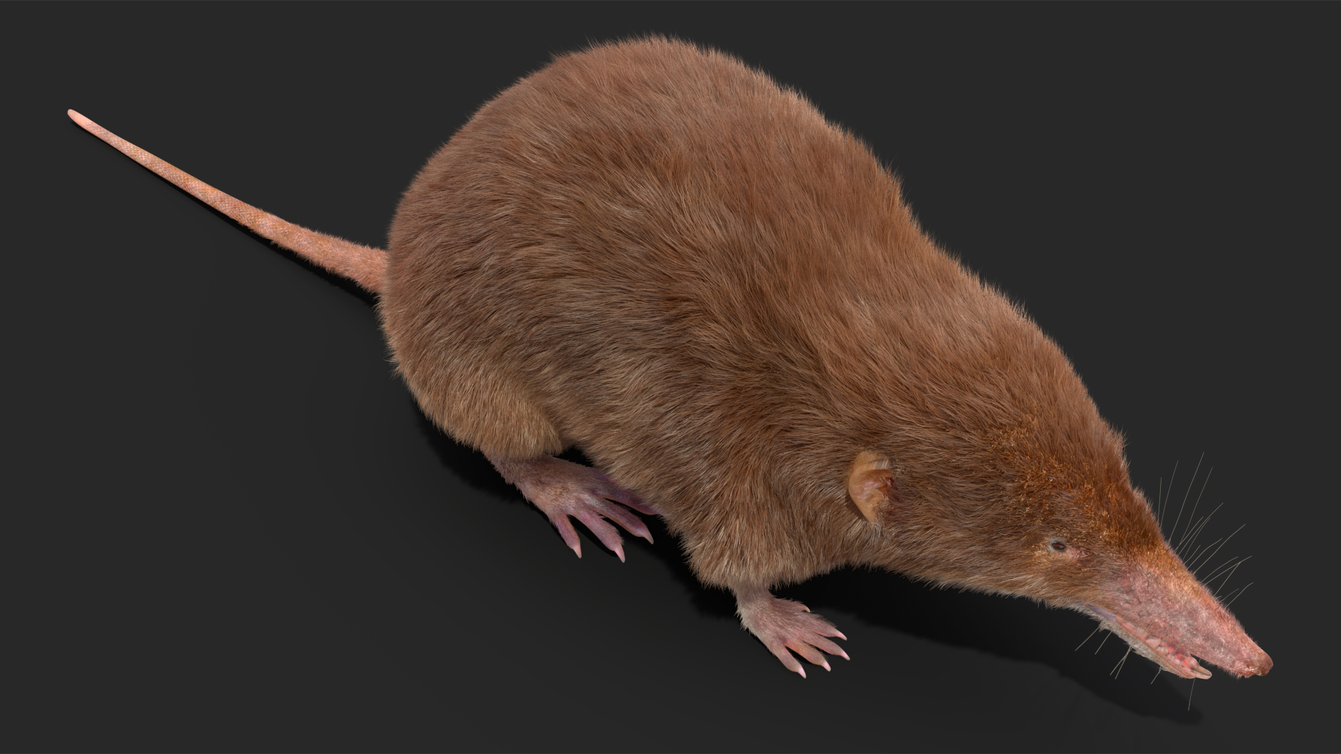 Shrew Base Pose Fur 3D model