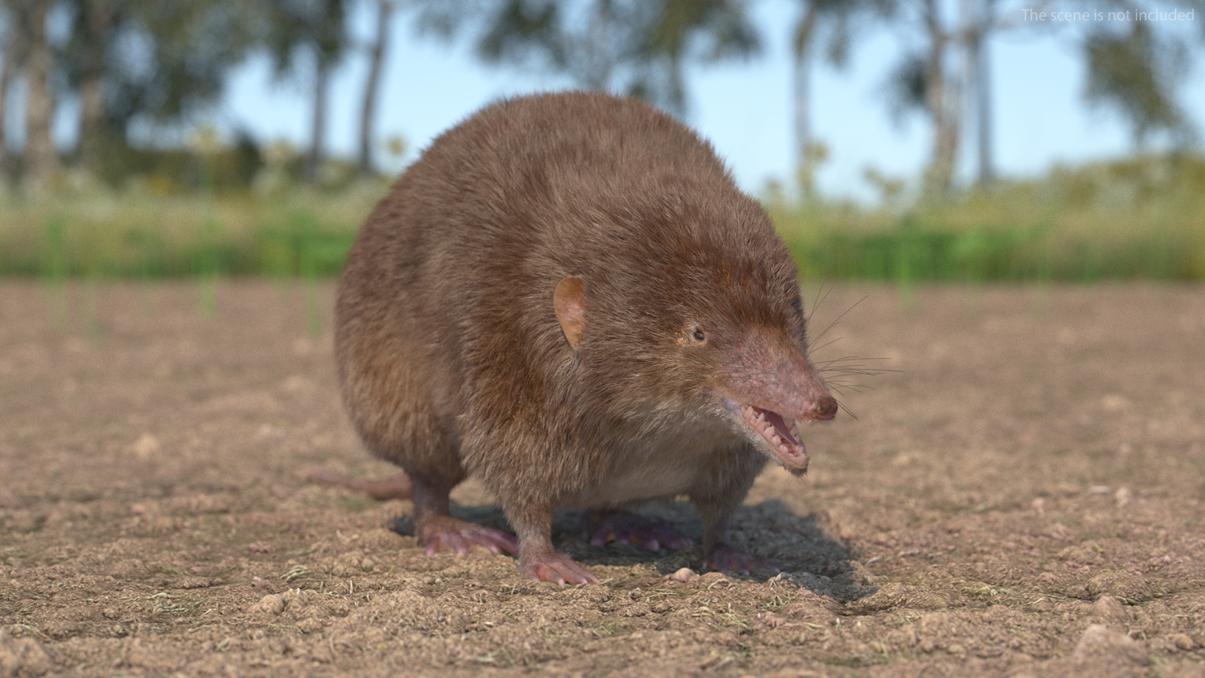 Shrew Base Pose Fur 3D model