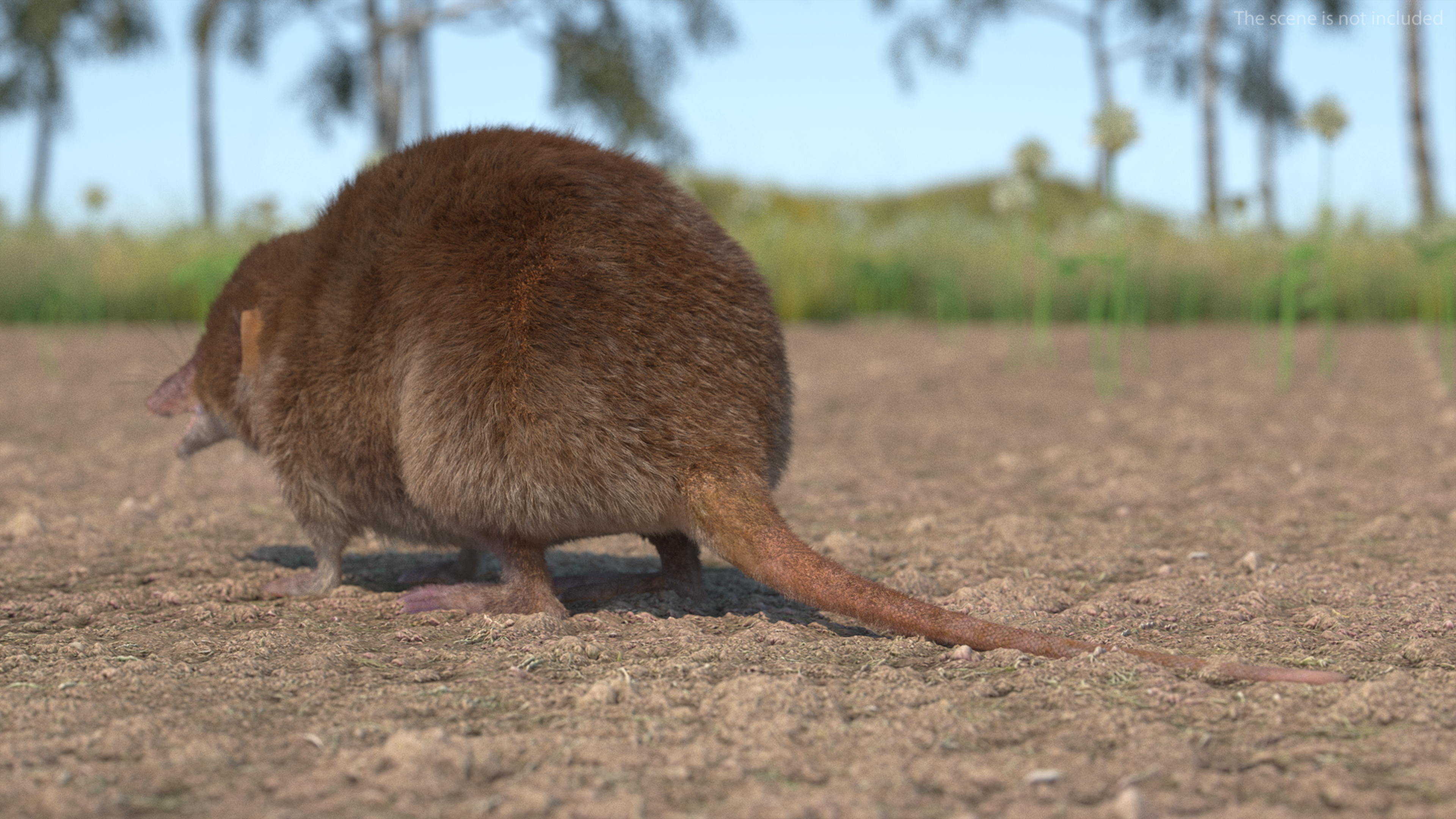 Shrew Base Pose Fur 3D model