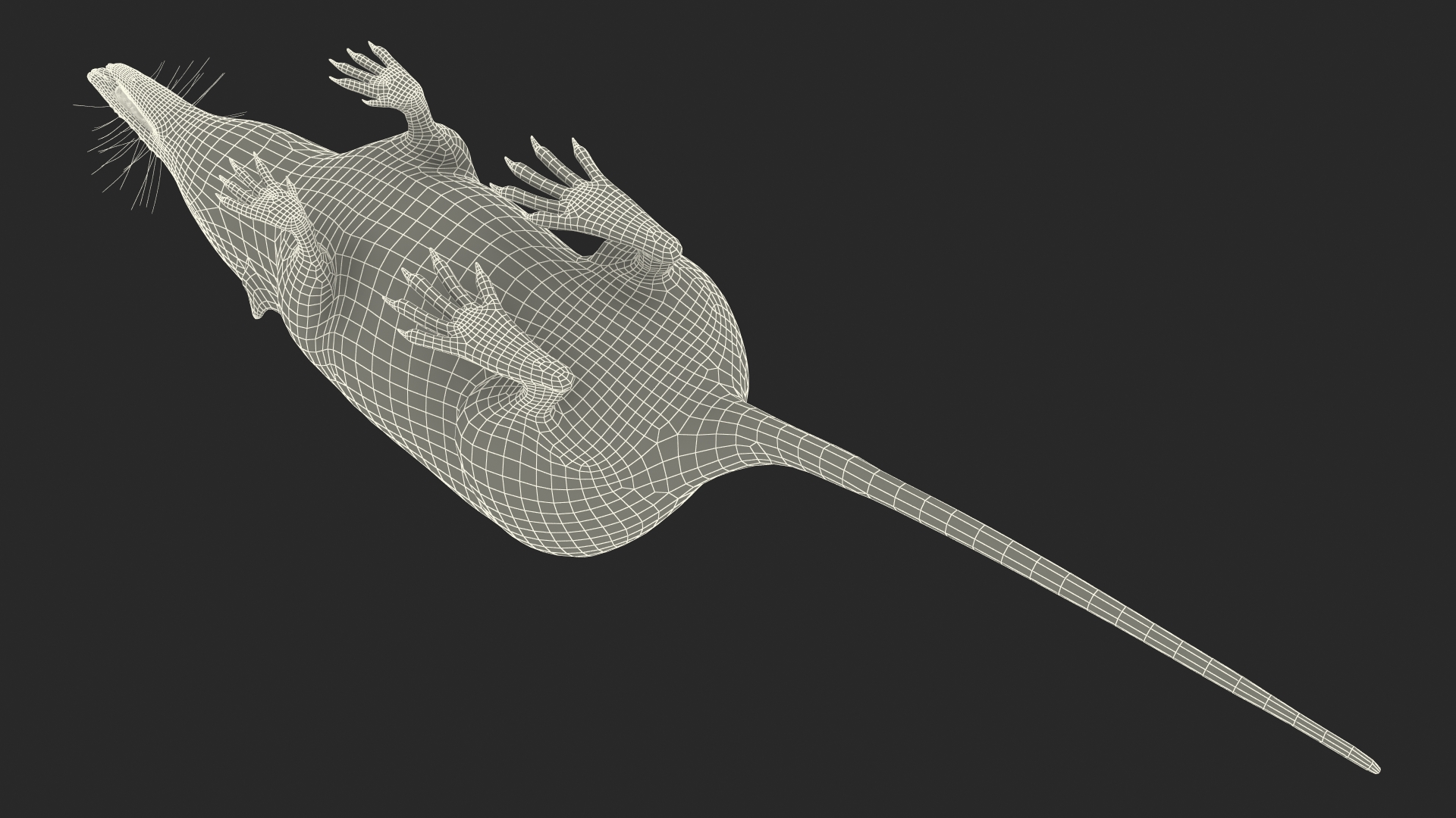 Shrew Base Pose Fur 3D model