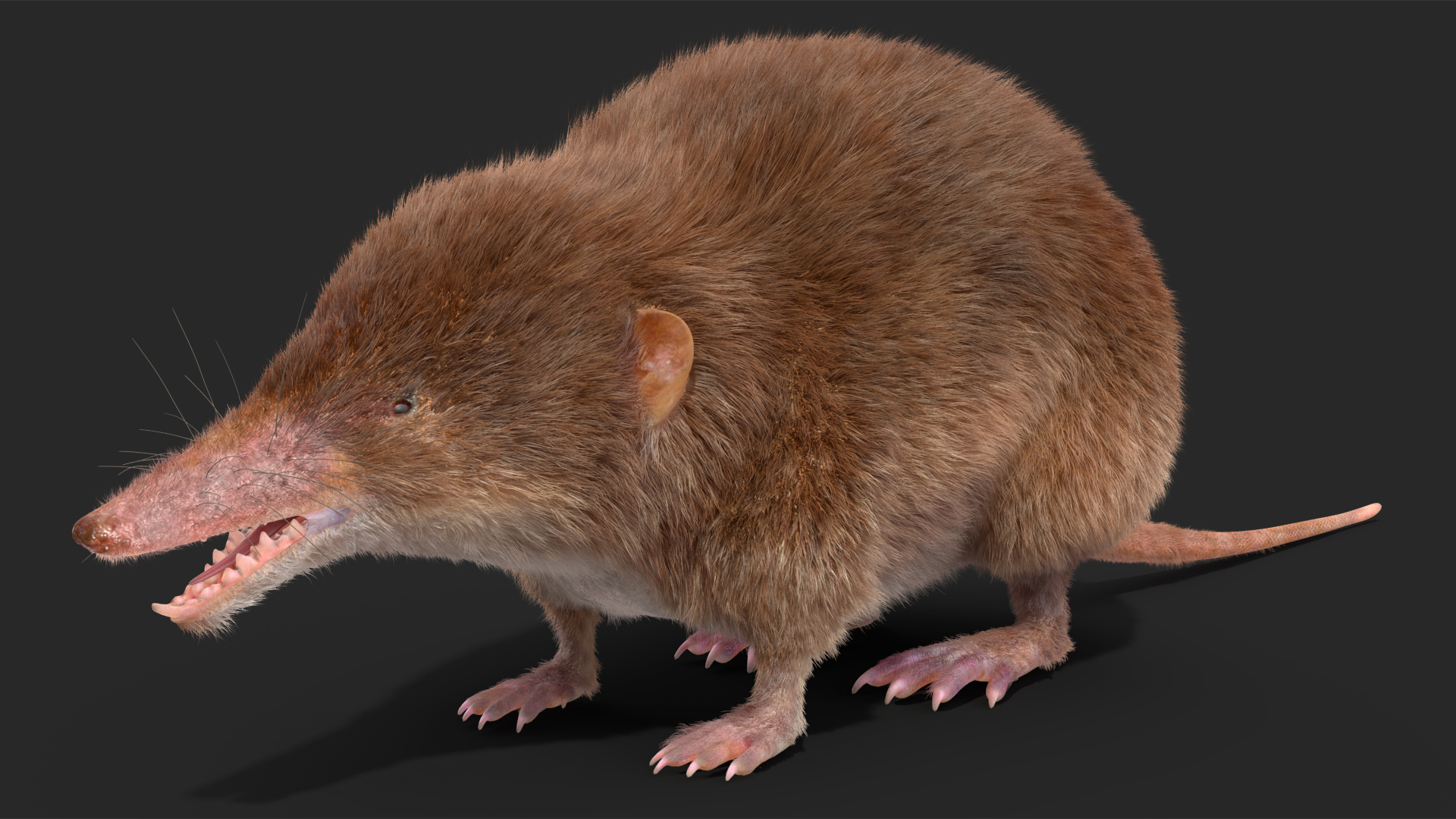 Shrew Base Pose Fur 3D model