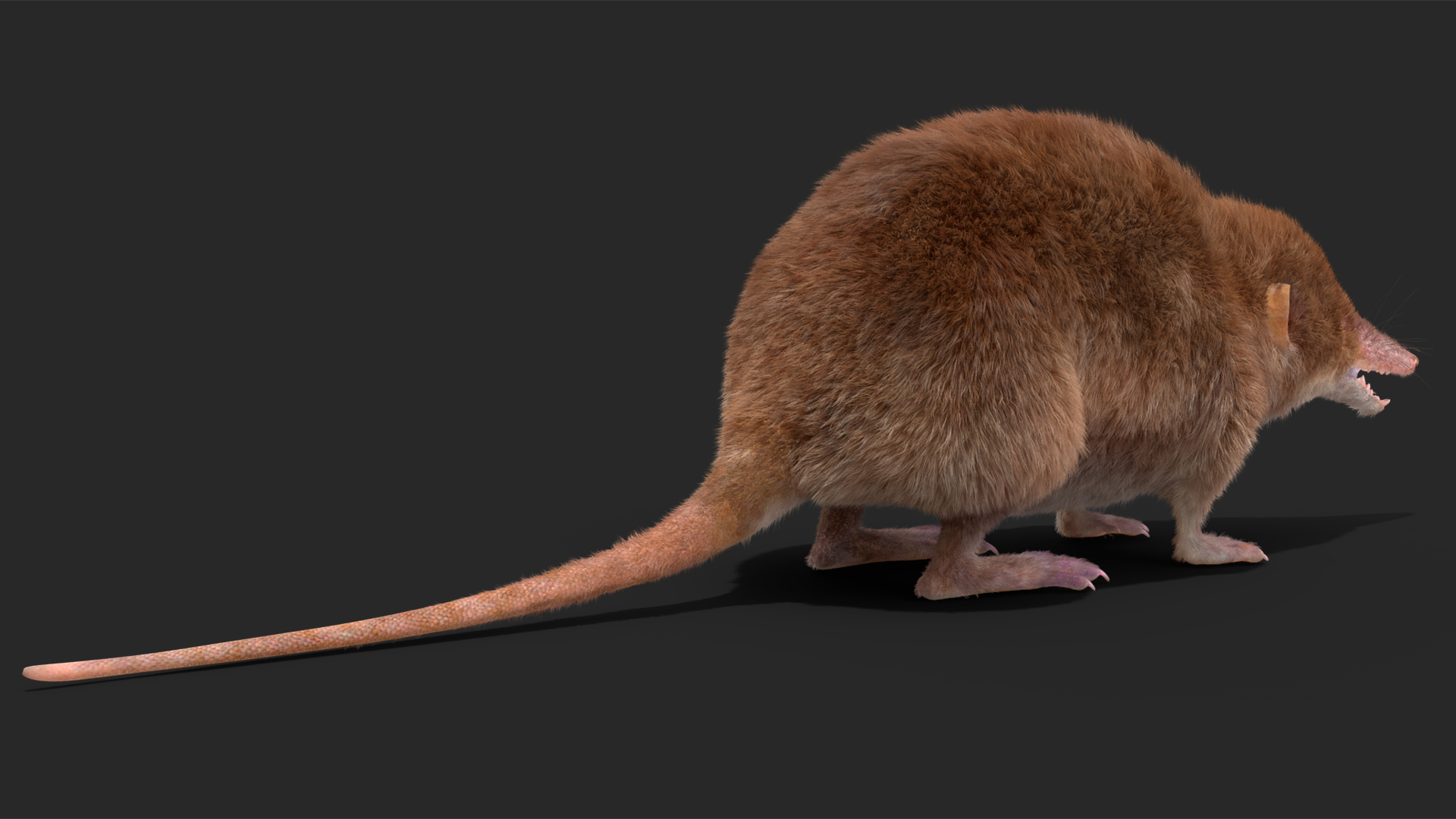 Shrew Base Pose Fur 3D model