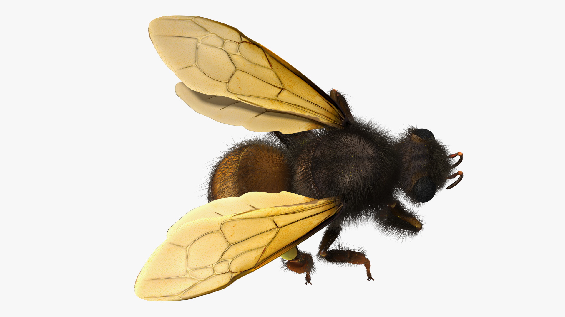 Honeybee Fur 3D