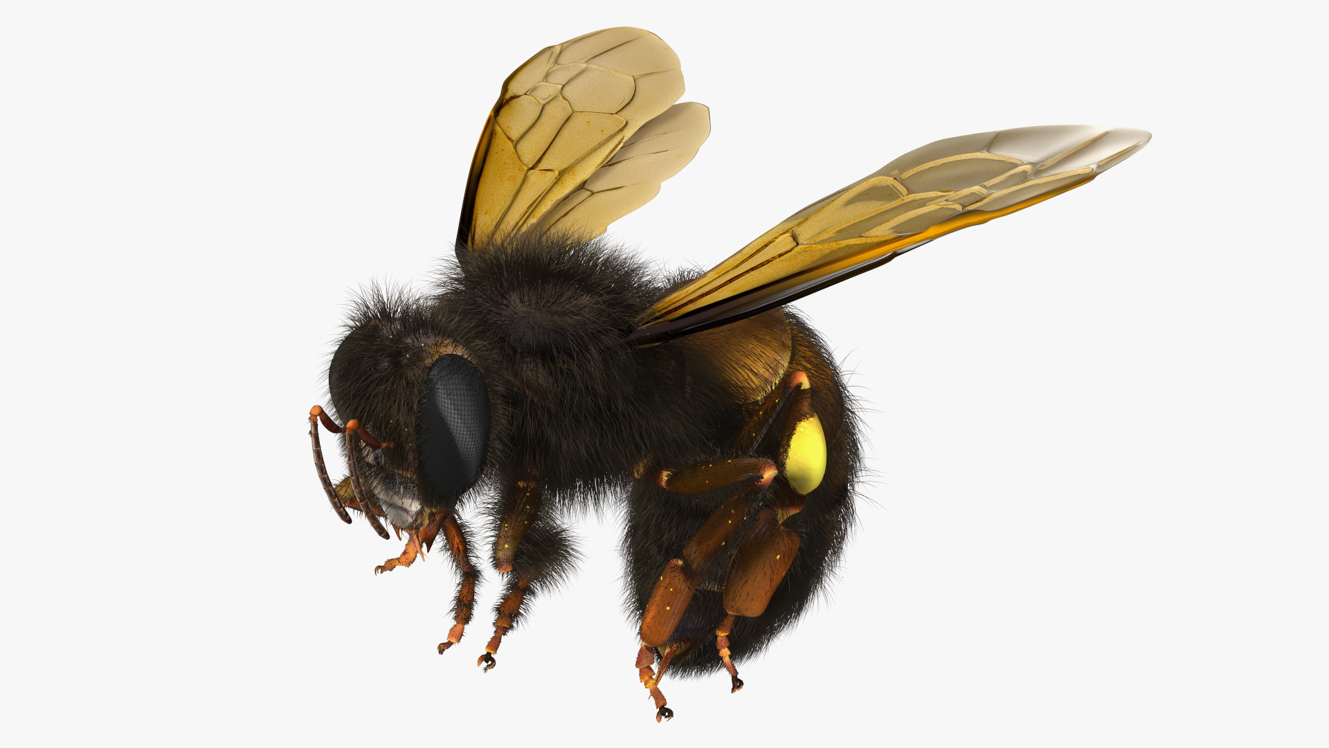 Honeybee Fur 3D