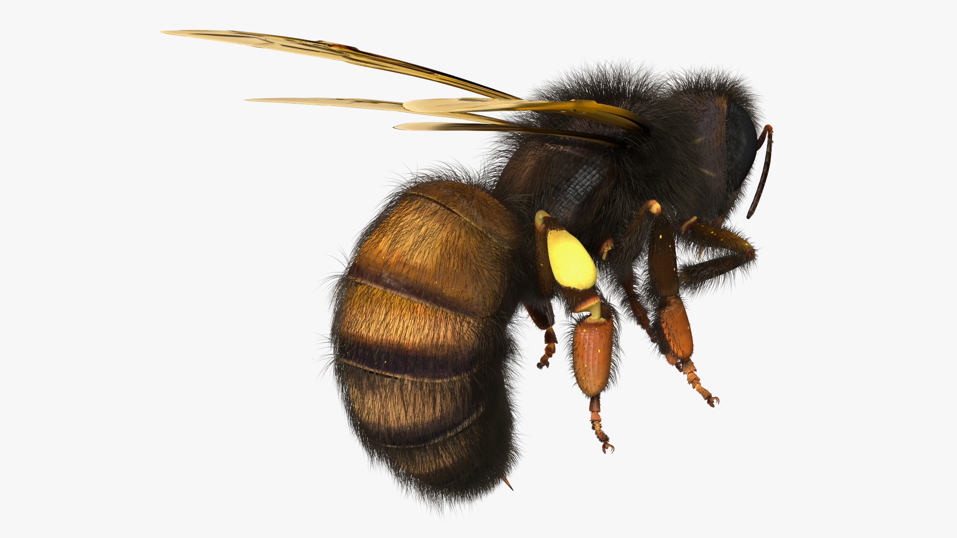 Honeybee Fur 3D