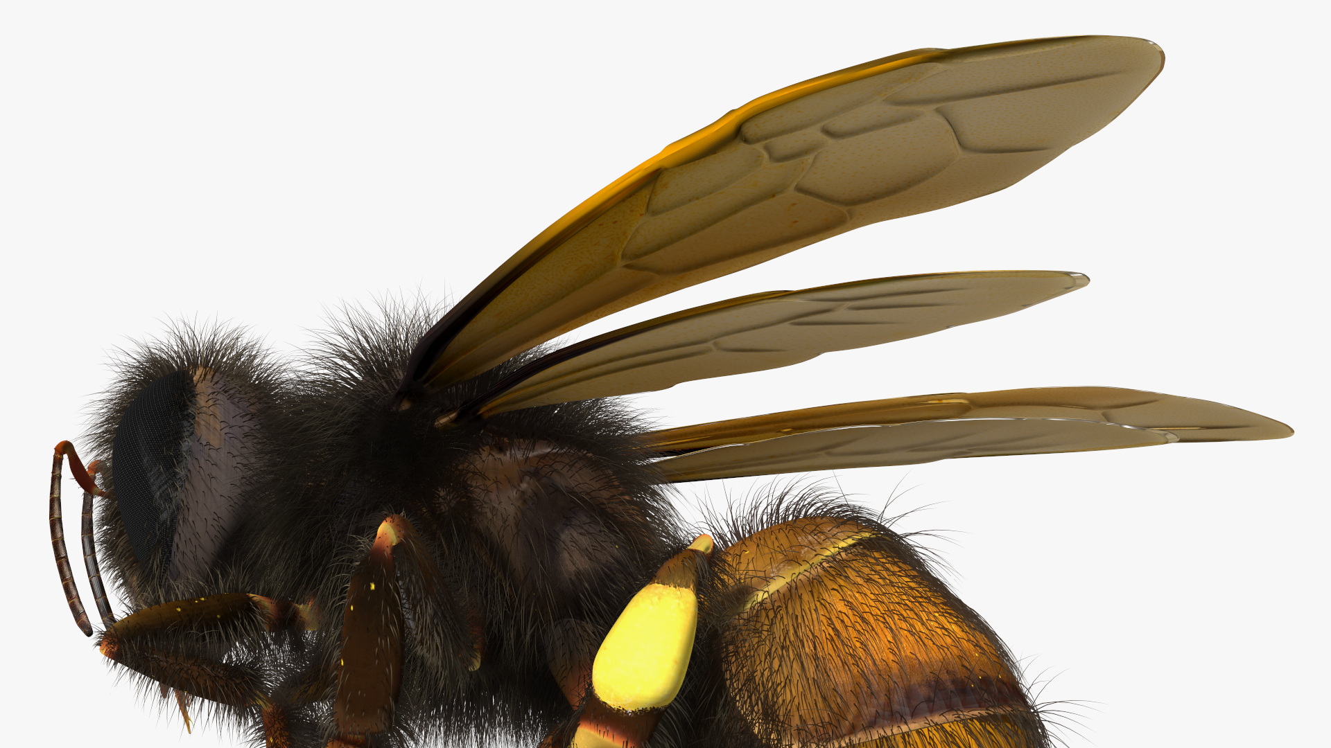 Honeybee Fur 3D