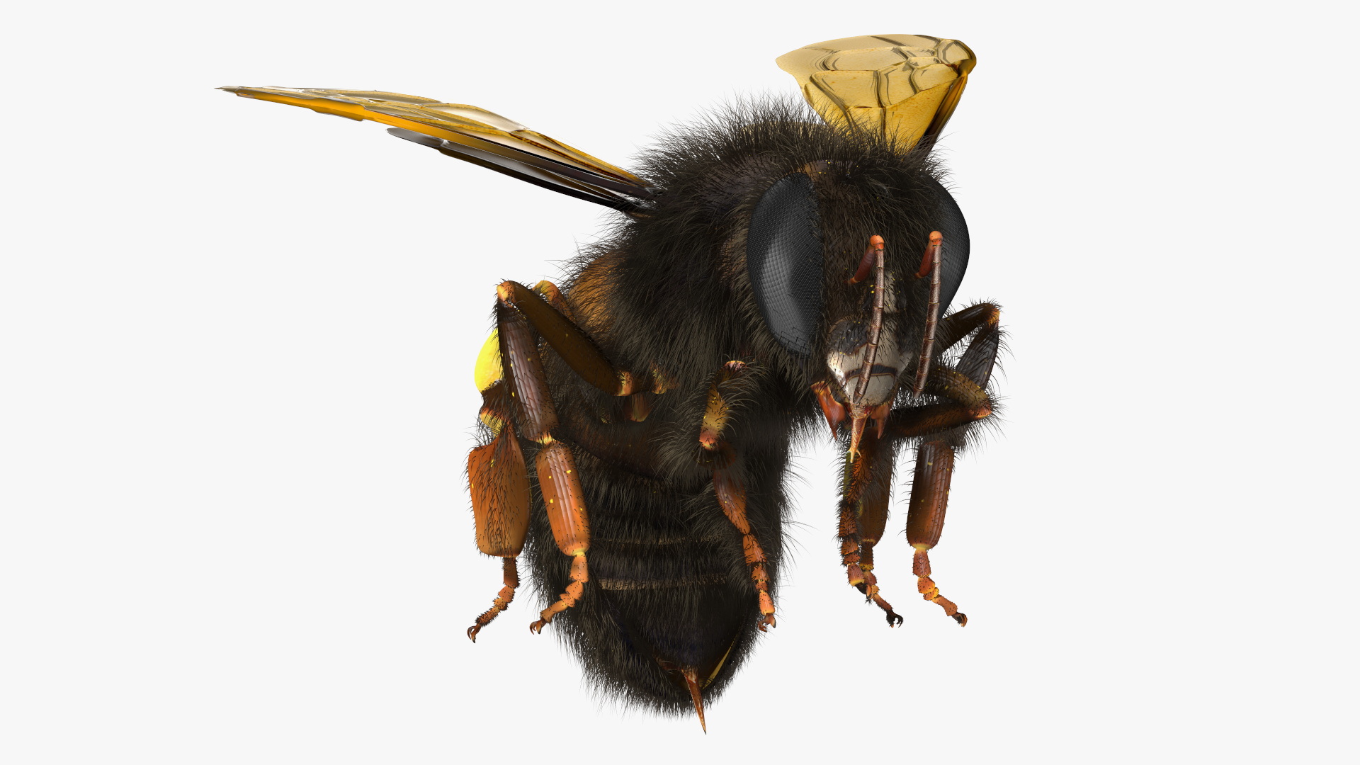 Honeybee Fur 3D