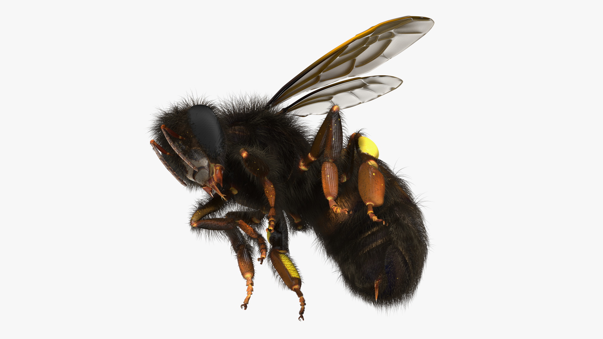 Honeybee Fur 3D