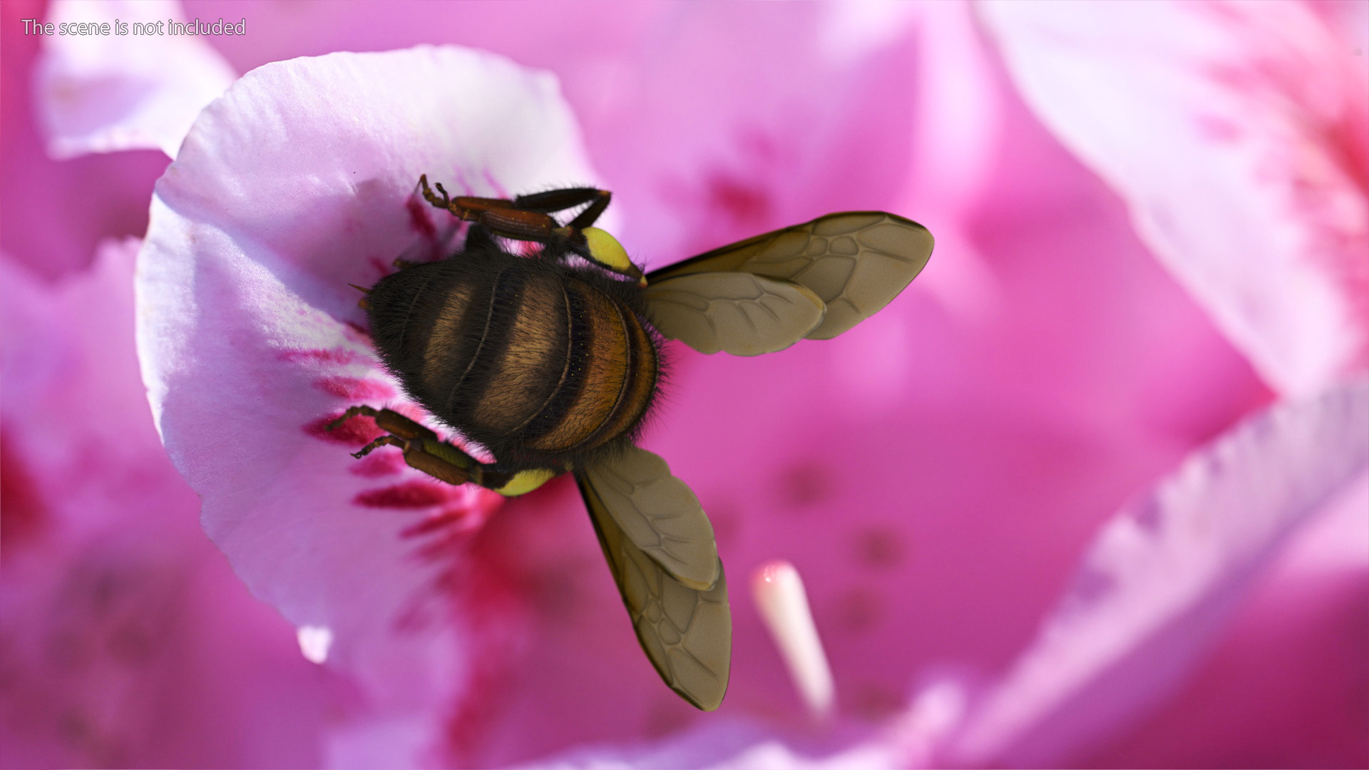 Honeybee Fur 3D