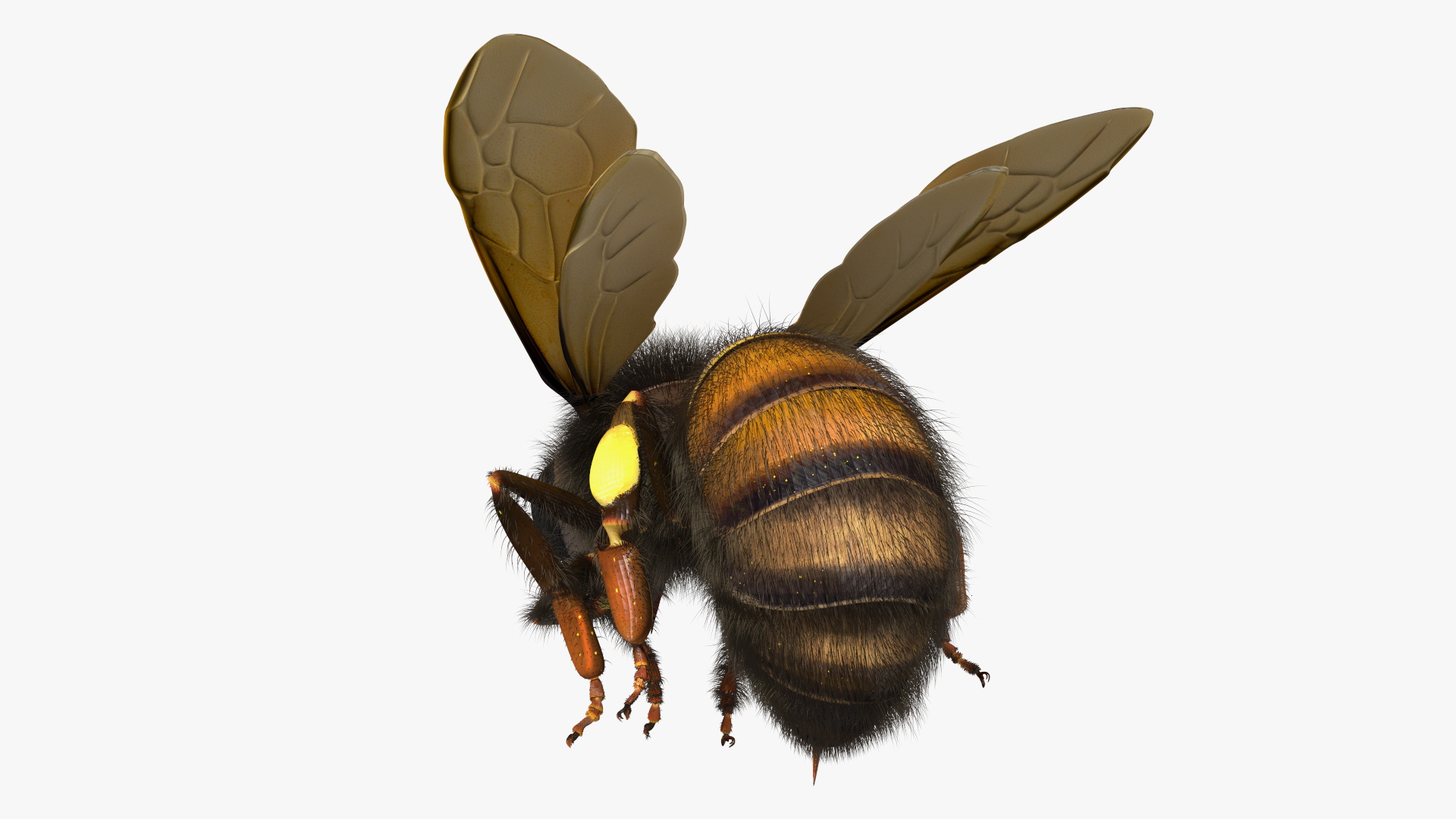 Honeybee Fur 3D