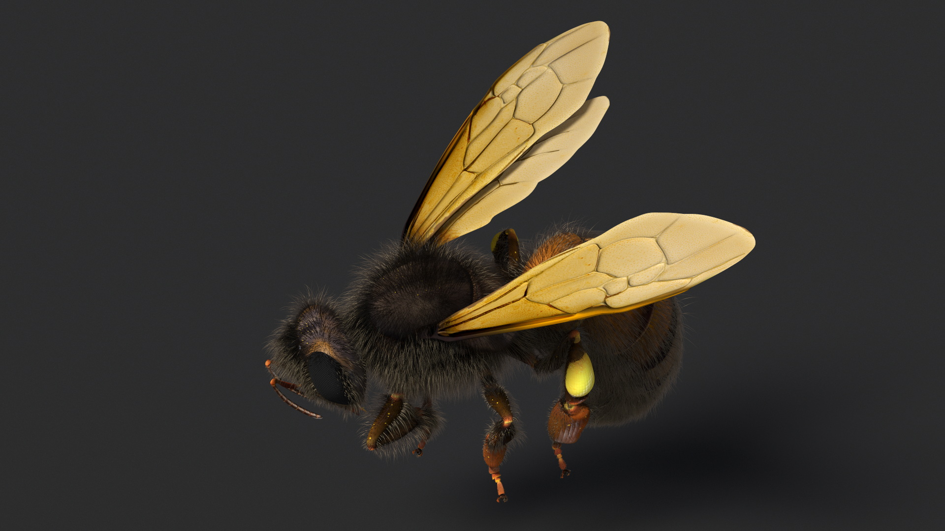 Honeybee Fur 3D