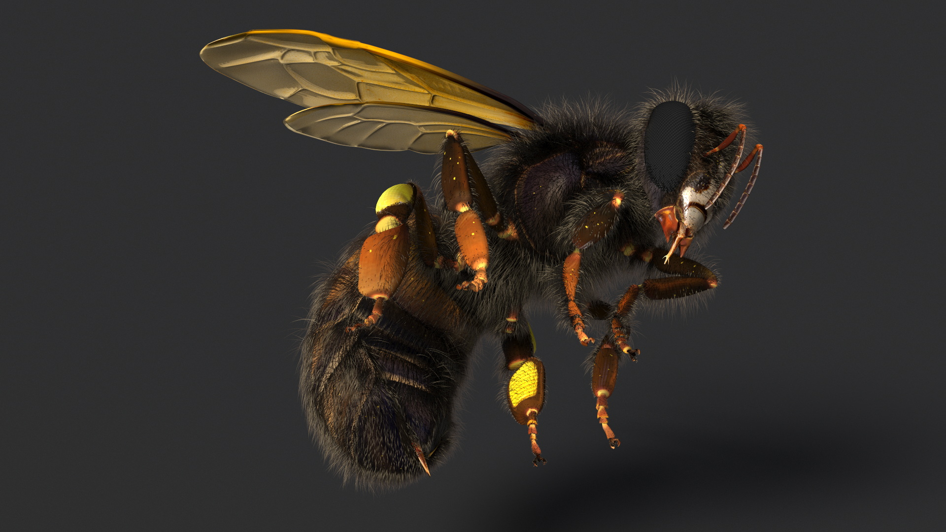 Honeybee Fur 3D