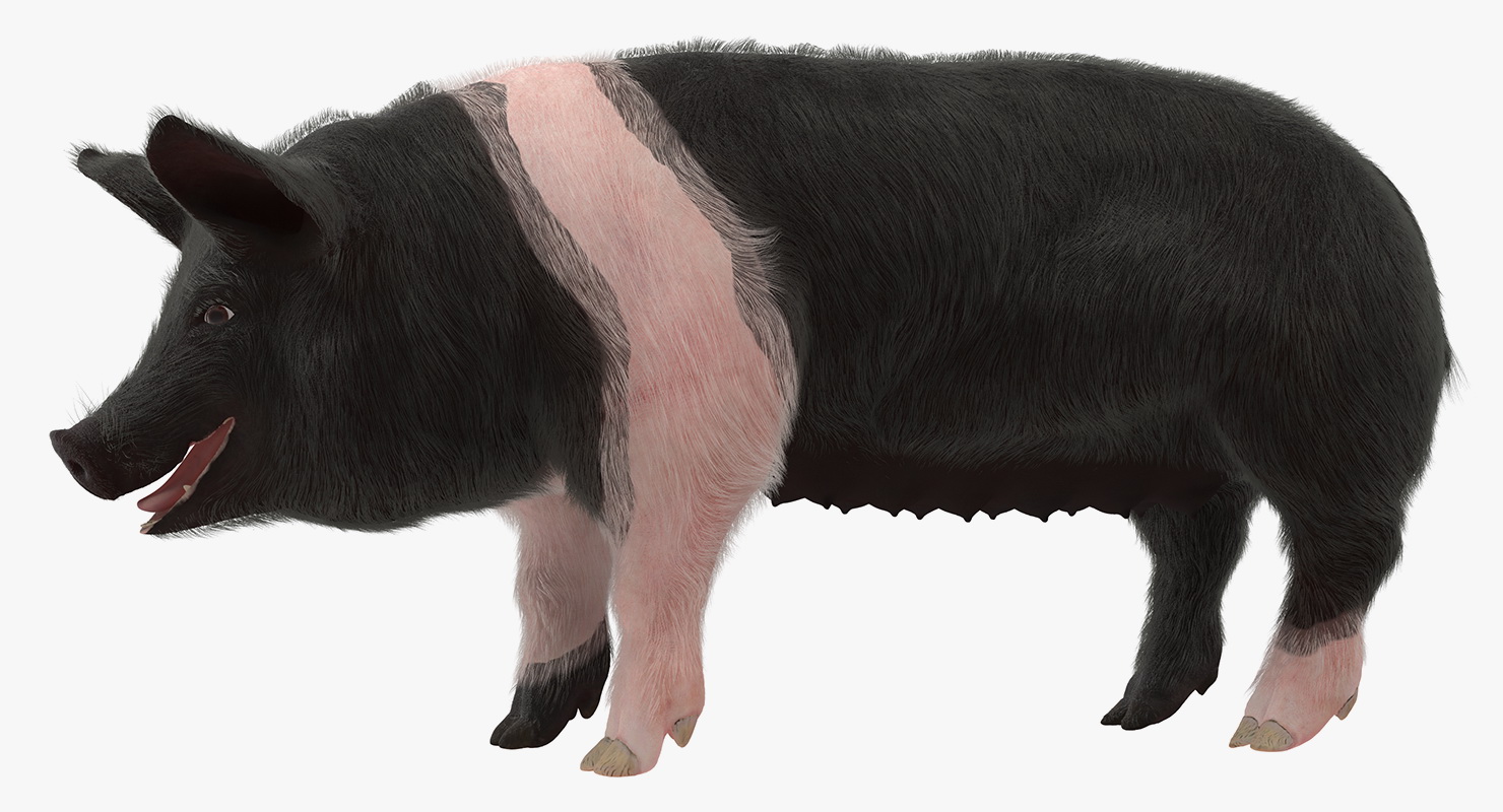 3D Hampshire Pig Sow with Fur