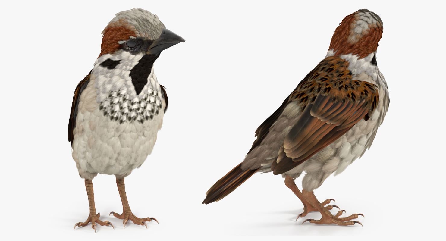 3D model House Sparrow Rigged