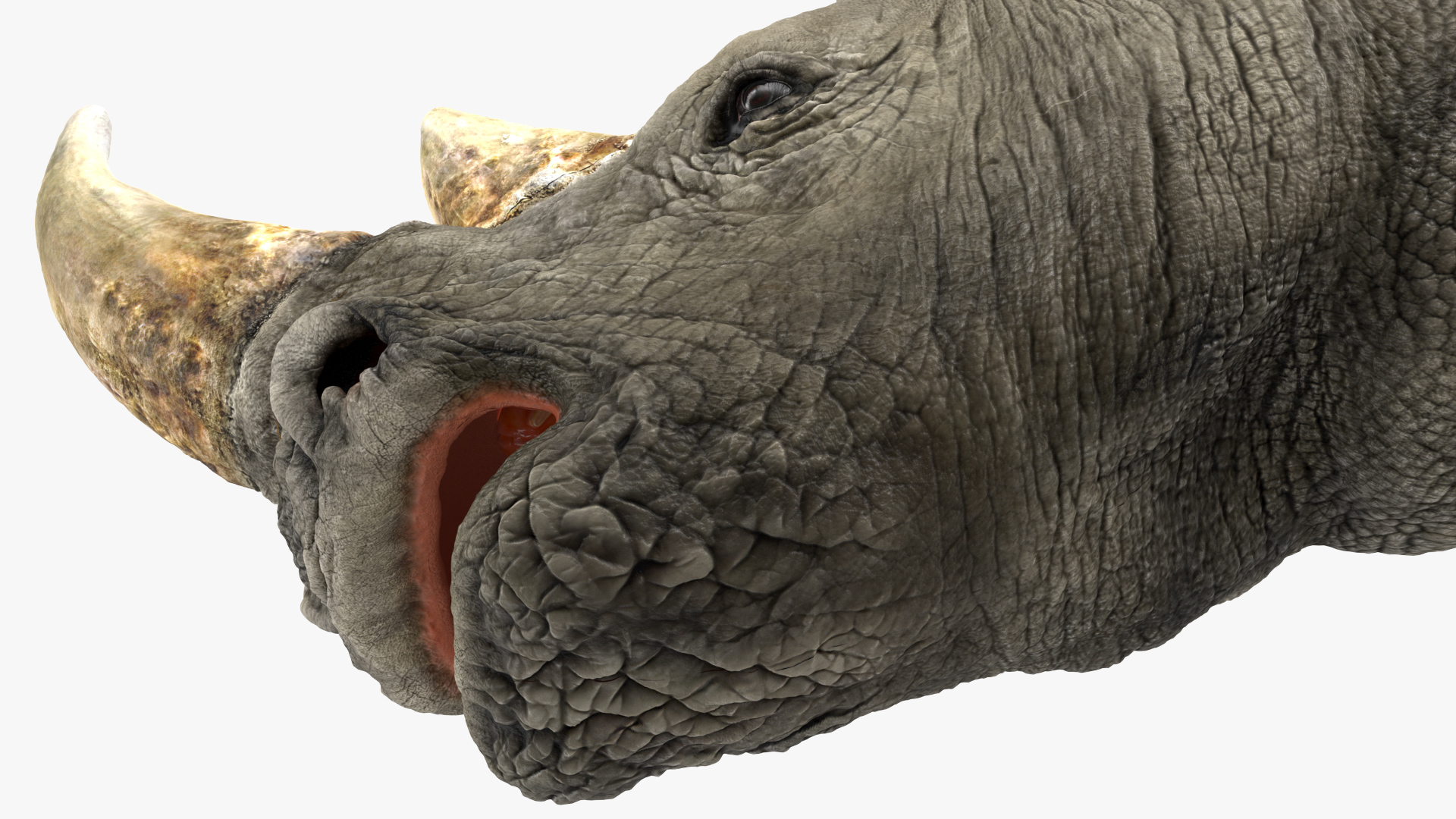 3D model Adult Rhino Head Fur