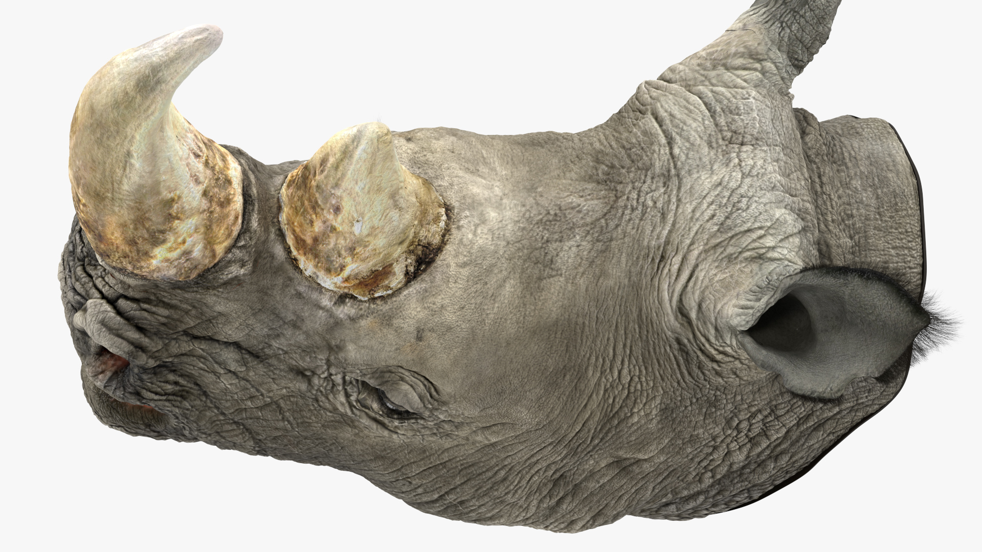 3D model Adult Rhino Head Fur