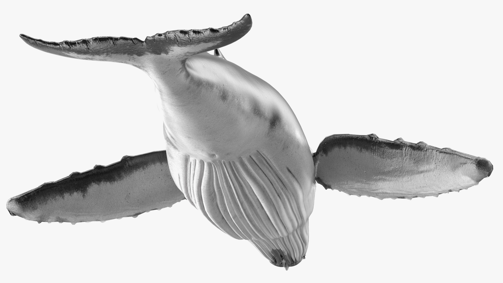 Baleen Whale 3D