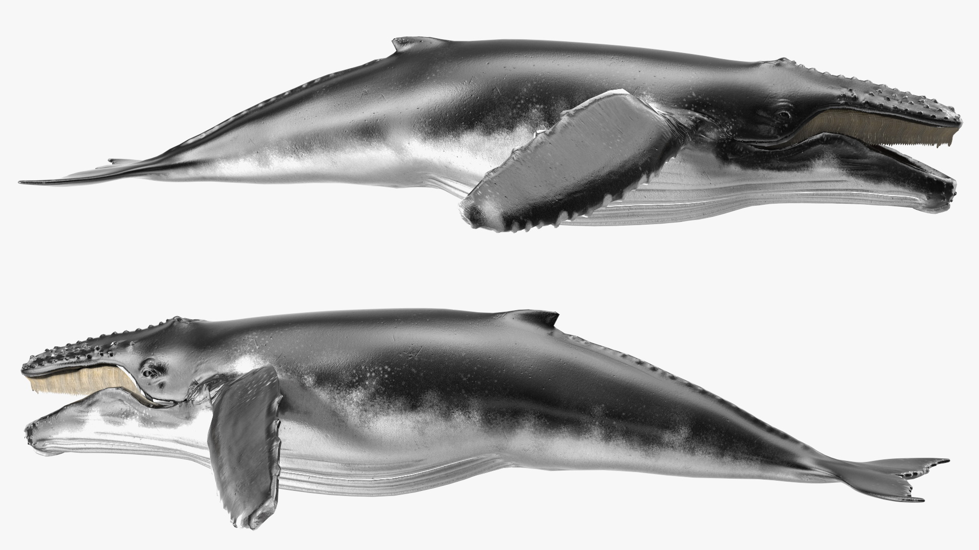 Baleen Whale 3D