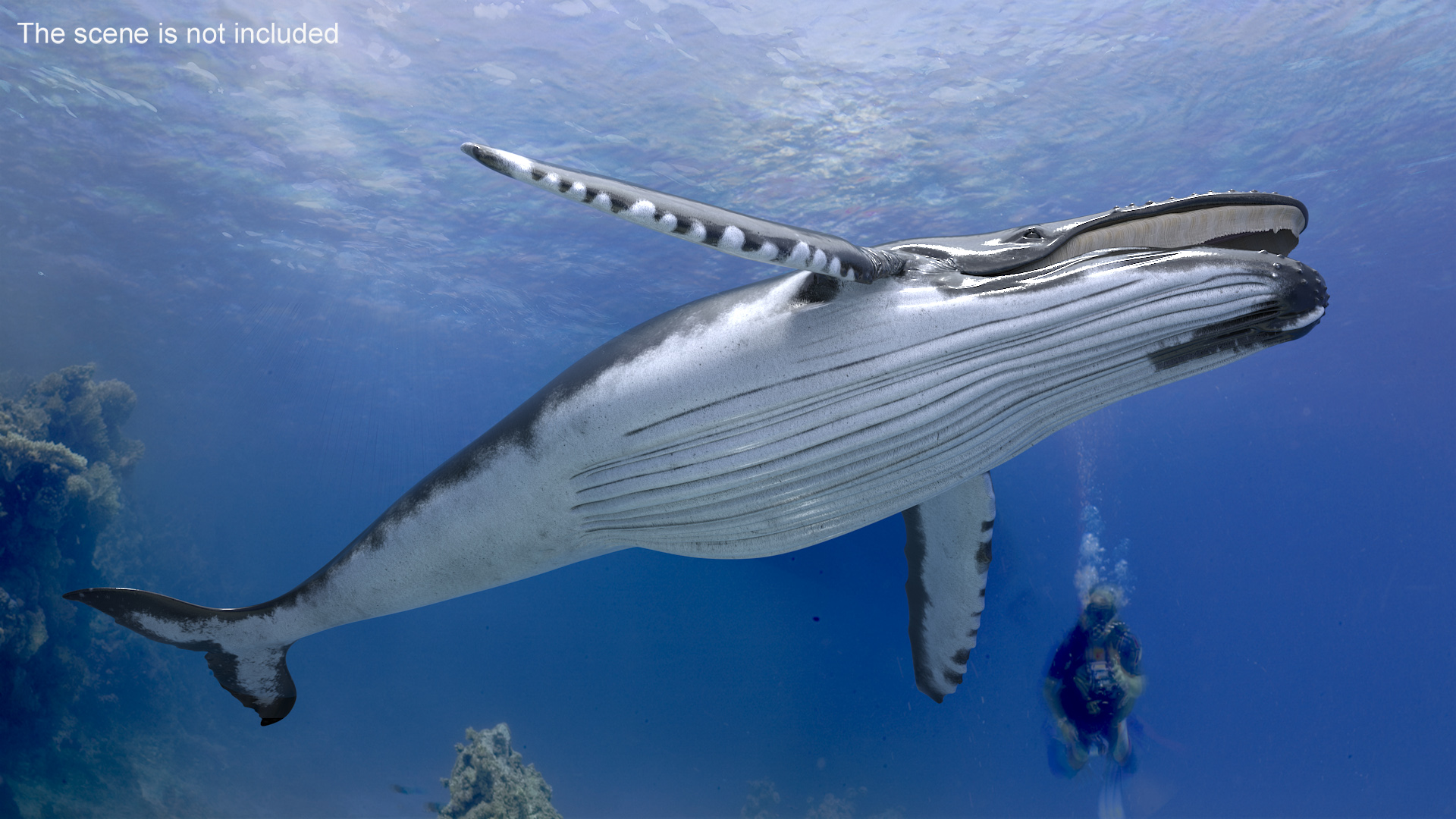 Baleen Whale 3D