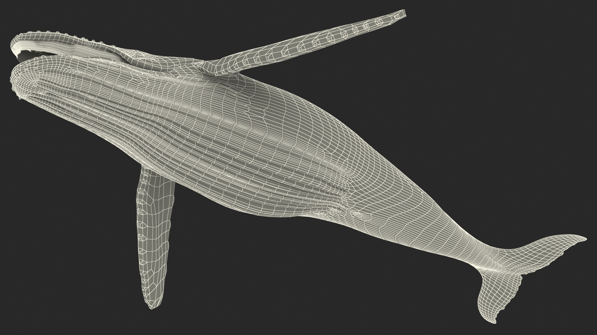 Baleen Whale 3D