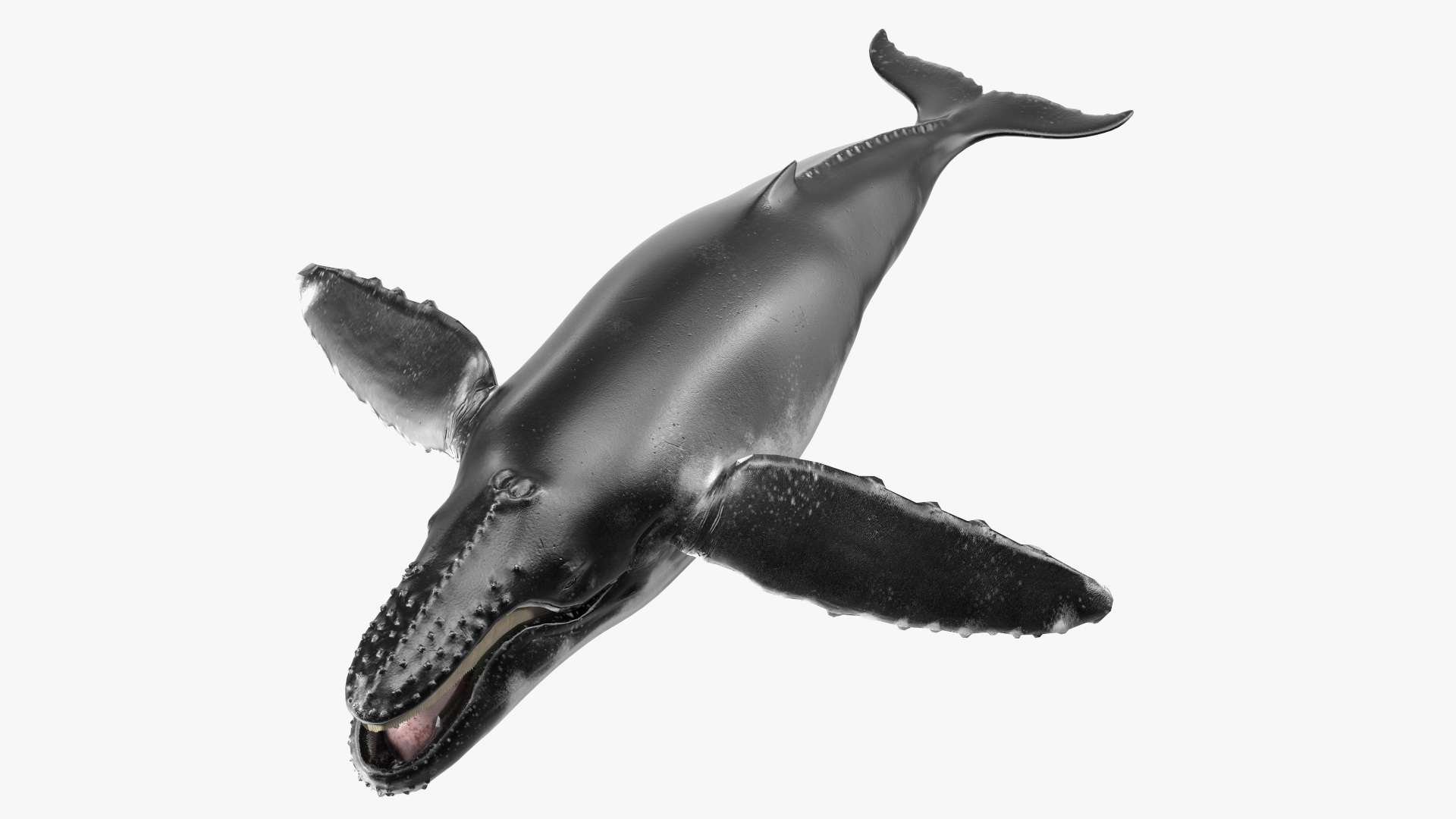 Baleen Whale 3D