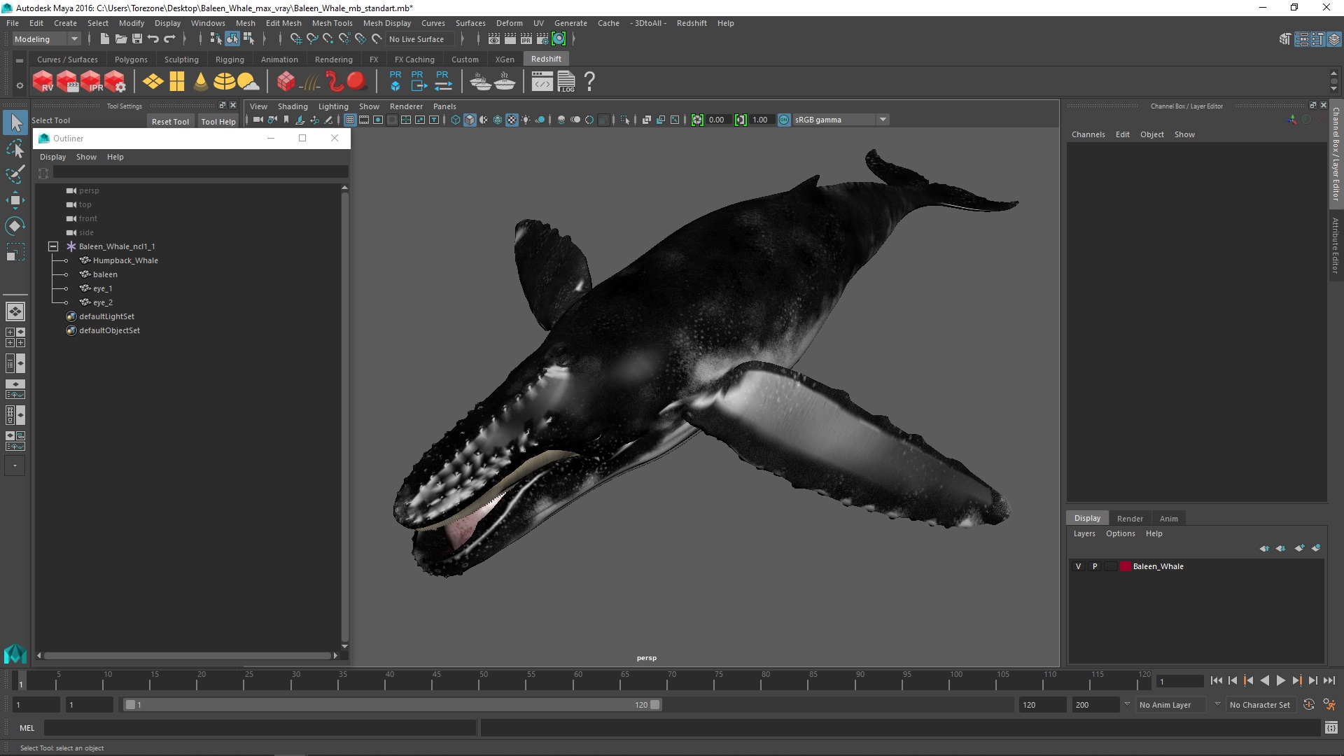 Baleen Whale 3D