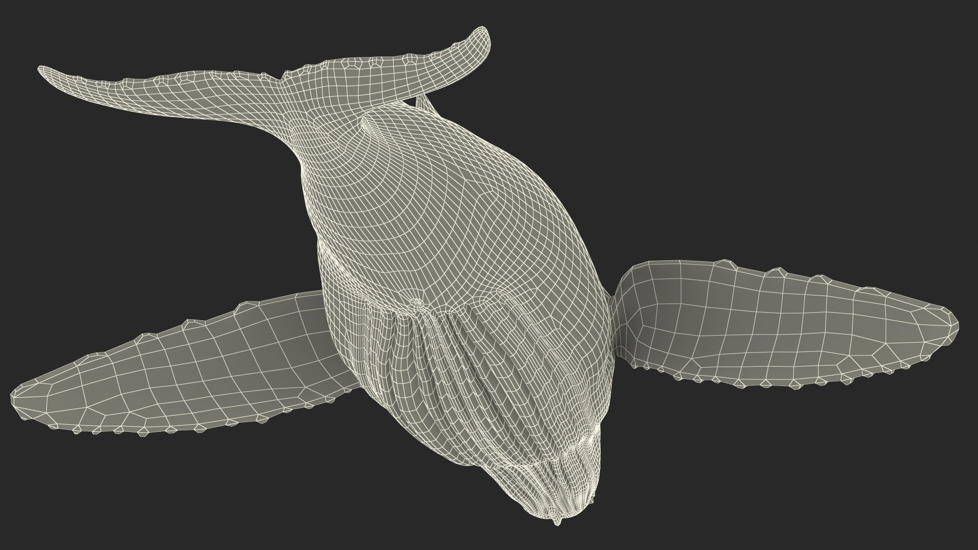 Baleen Whale 3D