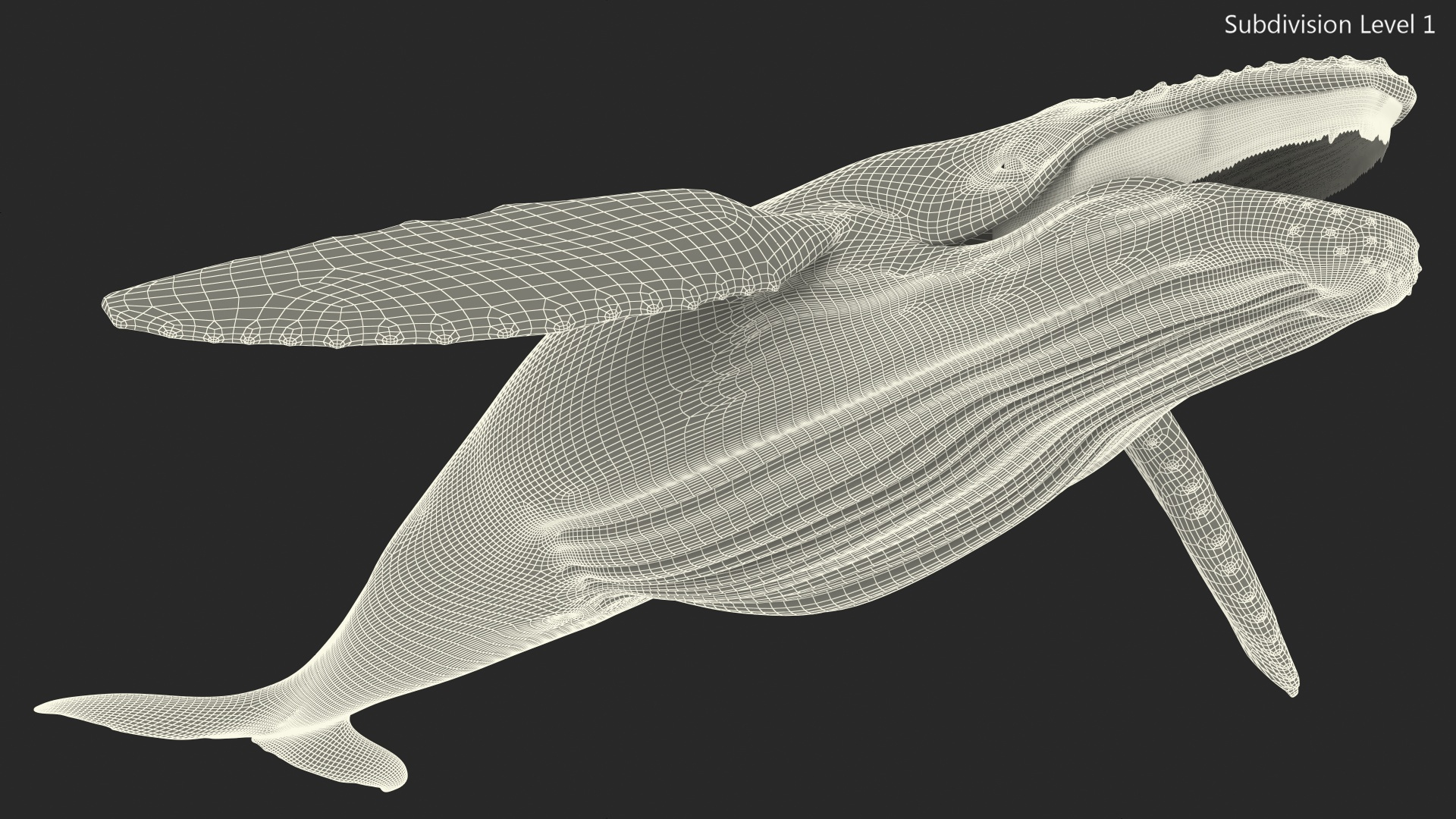 Baleen Whale 3D