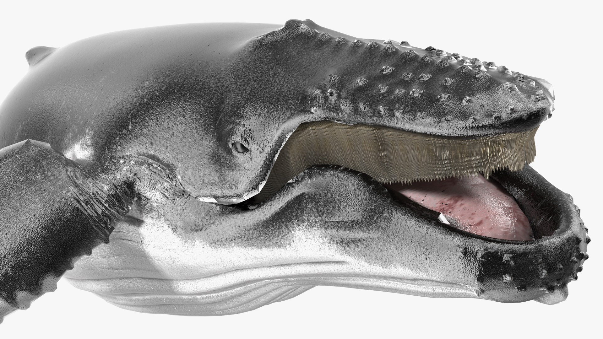 Baleen Whale 3D