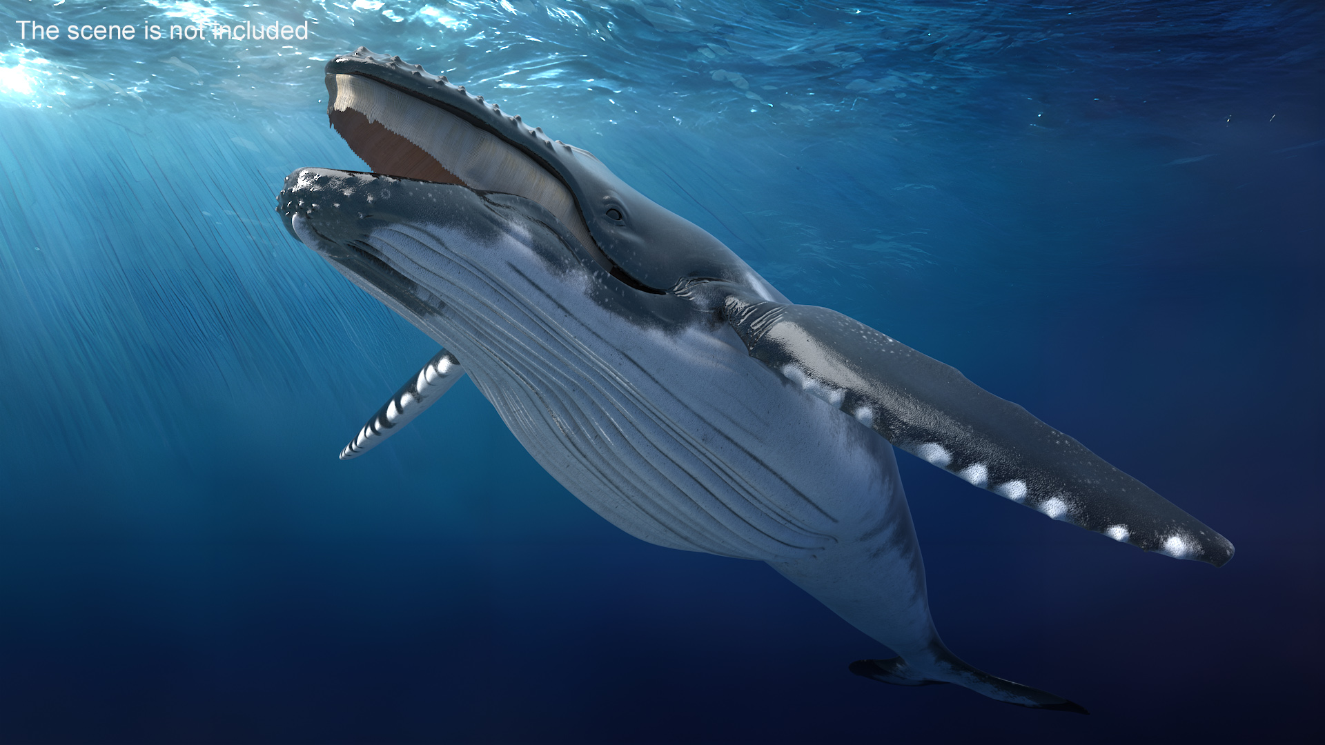 Baleen Whale 3D