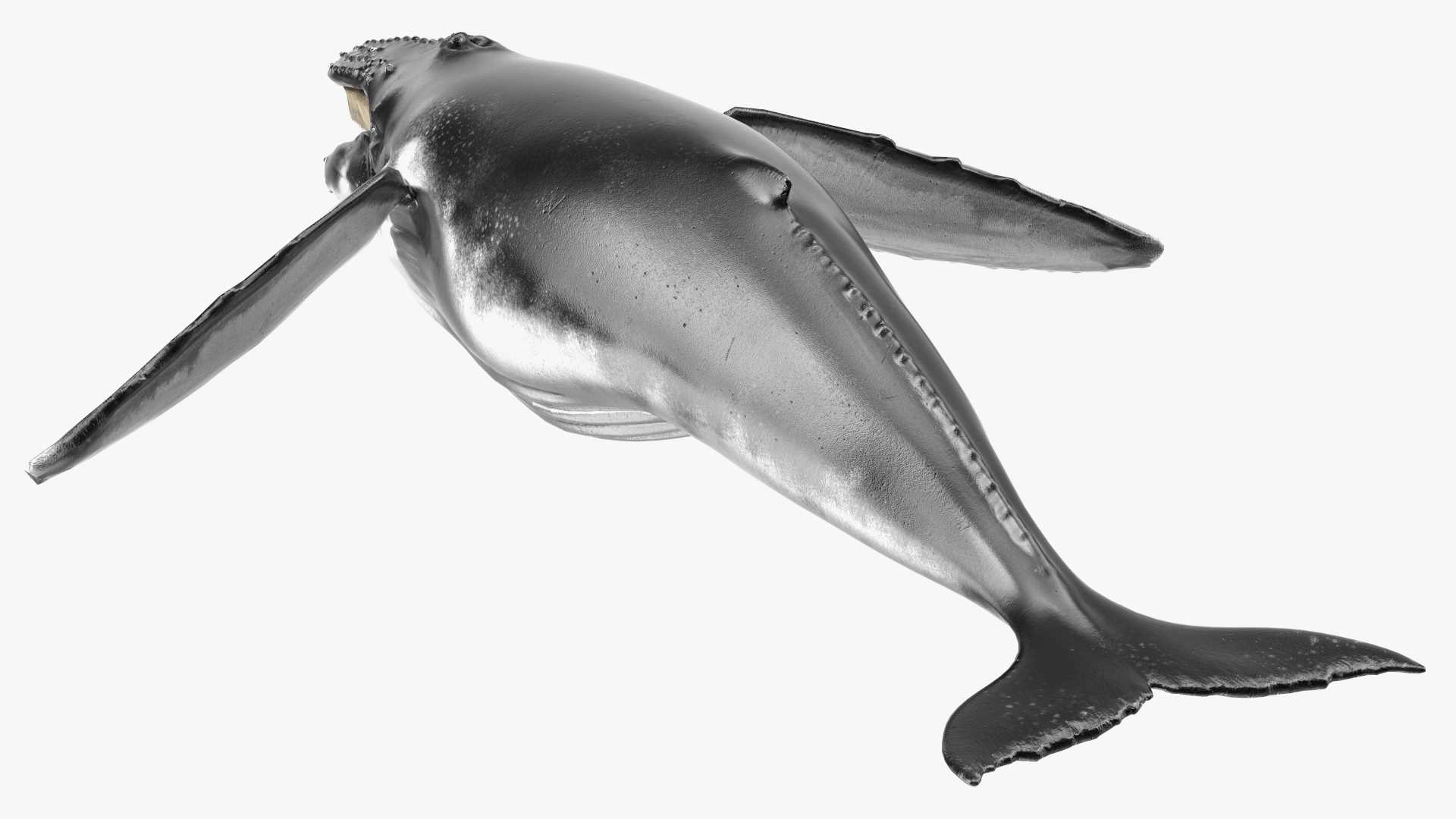 Baleen Whale 3D