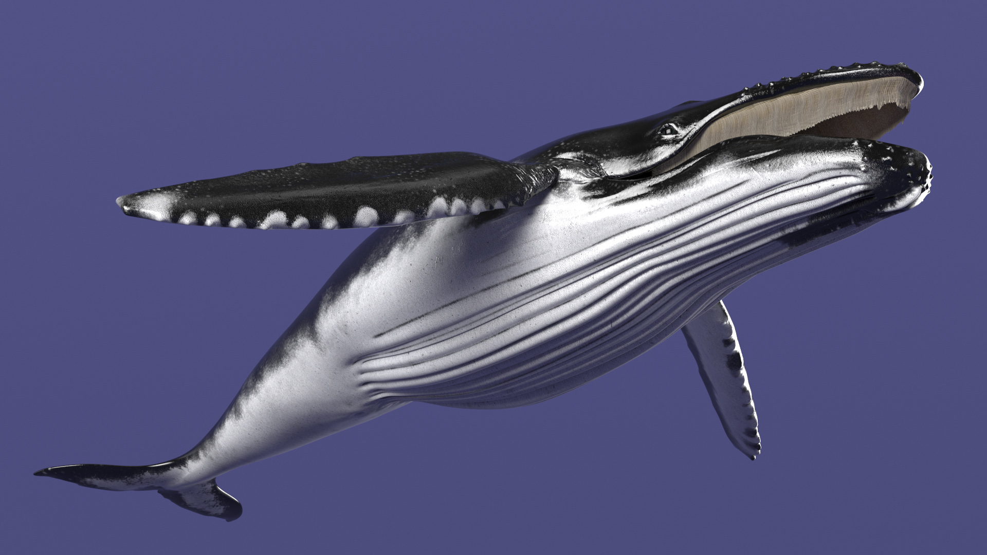 Baleen Whale 3D