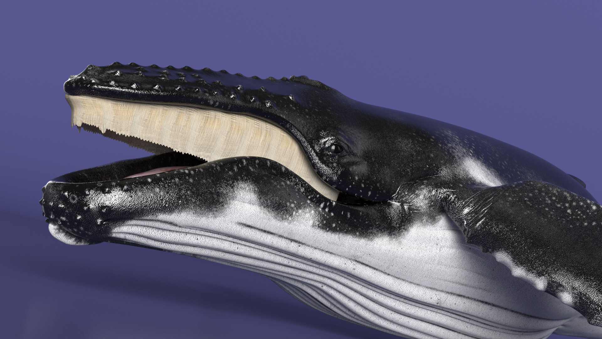 Baleen Whale 3D