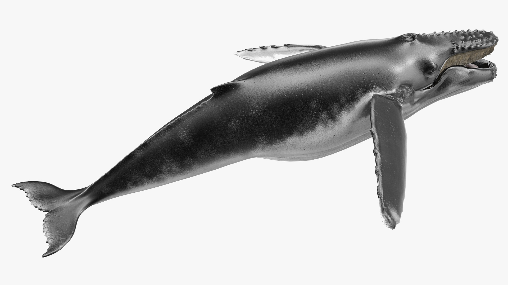 Baleen Whale 3D