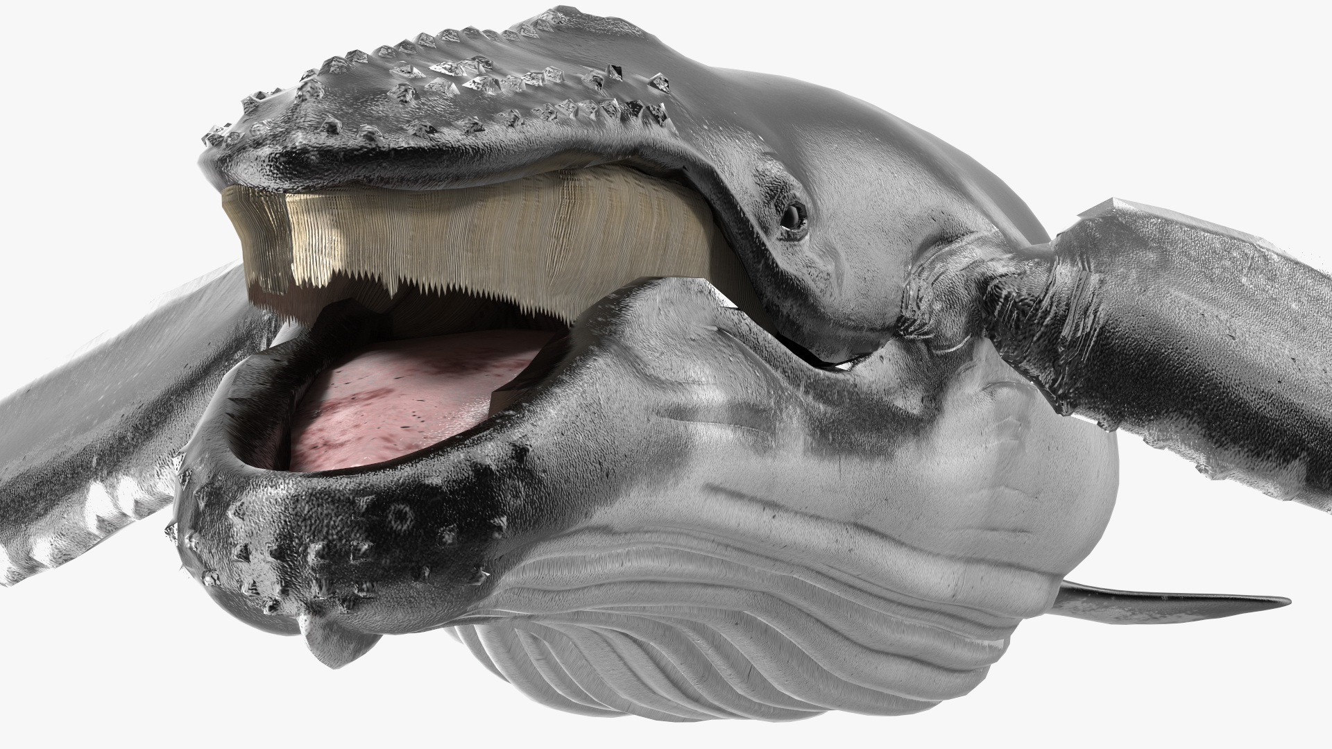 Baleen Whale 3D