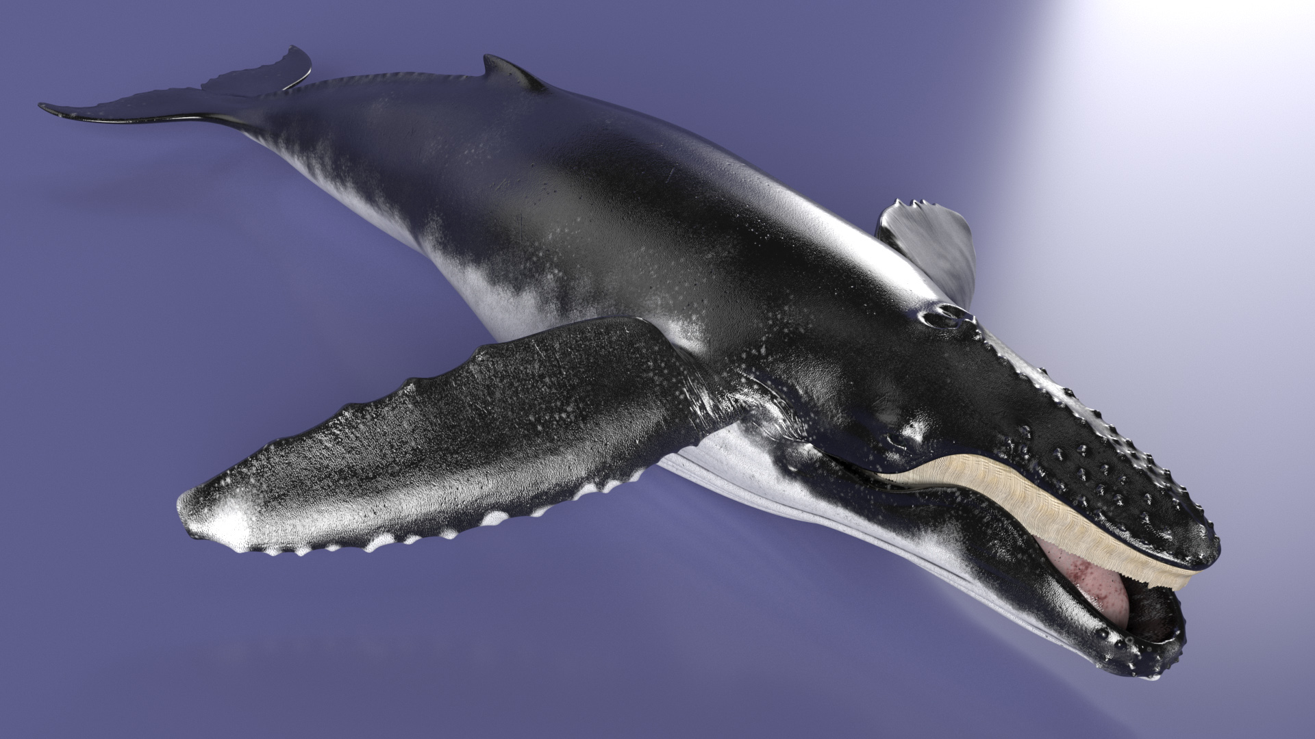 Baleen Whale 3D