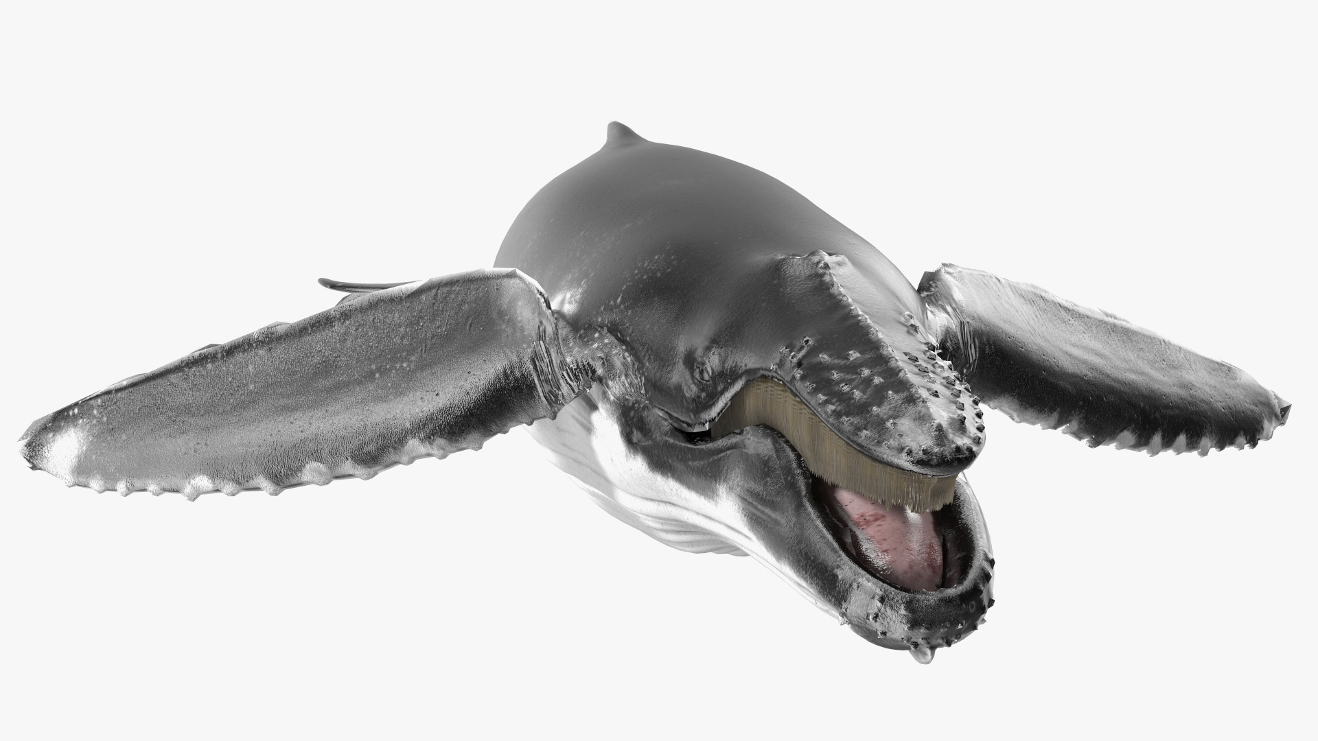 Baleen Whale 3D